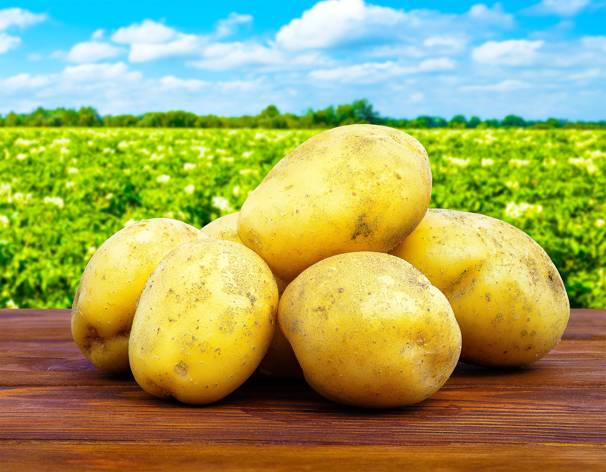 Potato pathogen discovered that could harm potato chip production