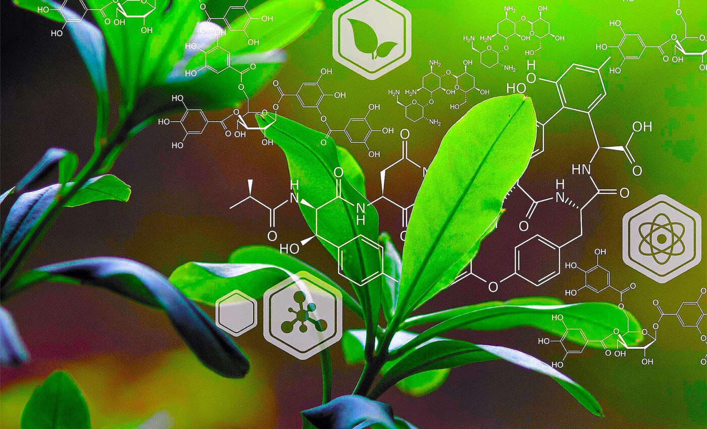 Plants "talking" to each other caught on video for the first time -  Earth.com