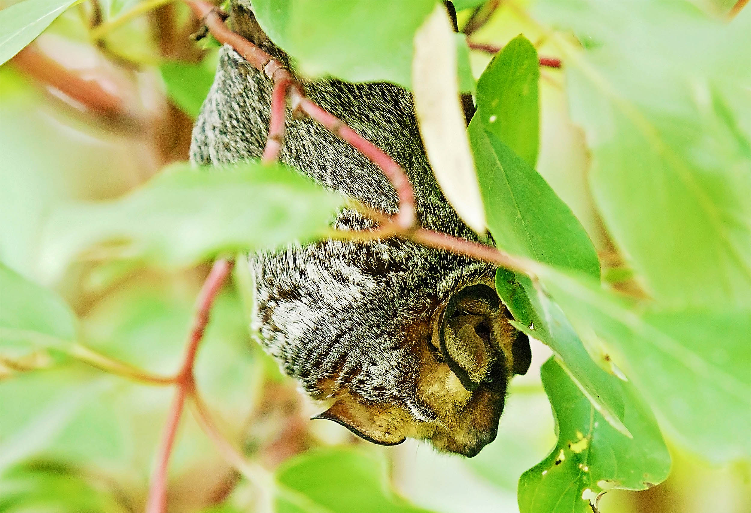 A bat is seen flying over the open ocean for the first time ever