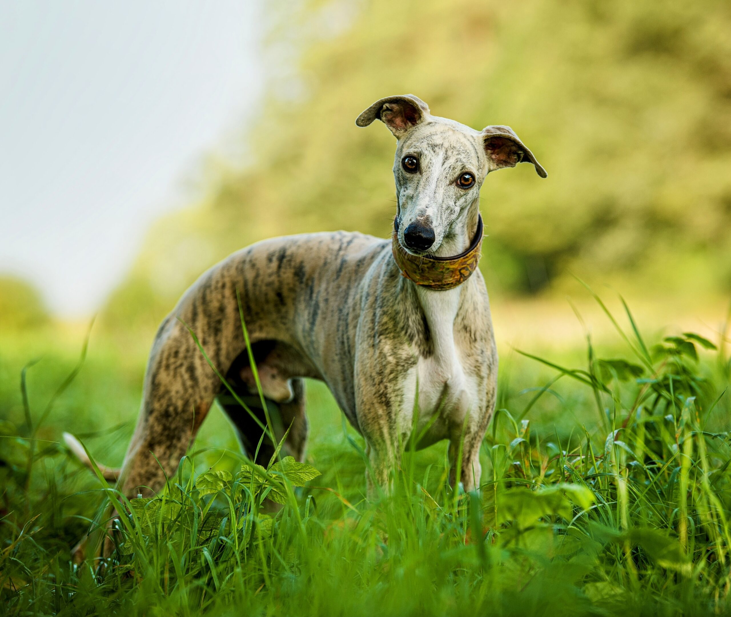 Small Long Nosed Dogs Have The Highest Life Expectancies Earth Small Long Nosed Dogs Have The Highest Life Expectancies Earth