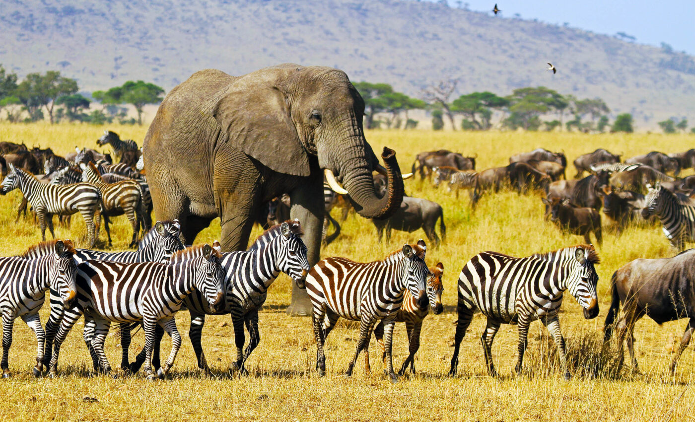 Migration Animals. Examples Migration Of Animals And Plants 14 Of The Greatest Animal Migrations
