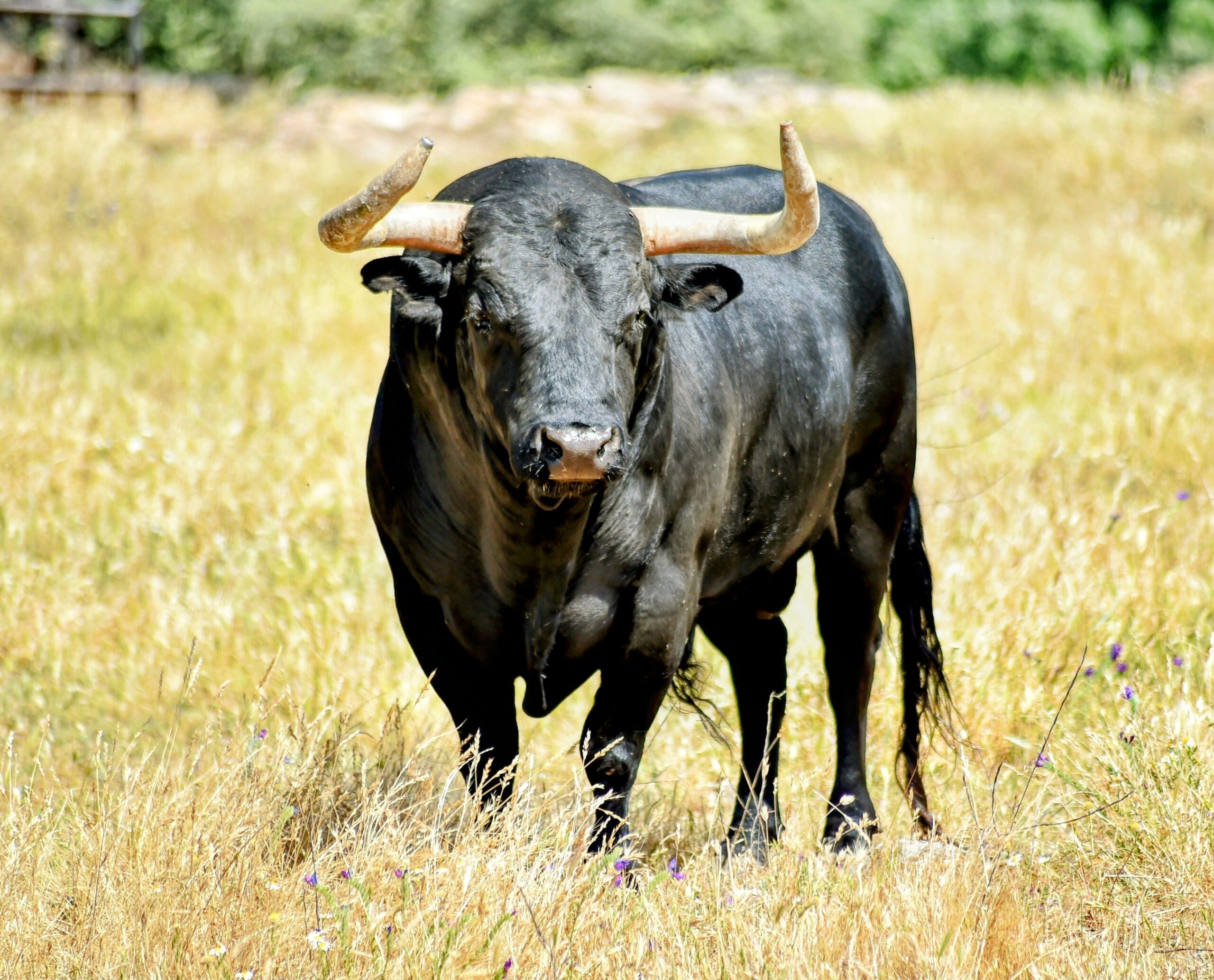 Bull's Advantage Mini Dartboard Display - Darts Aufbewahrung & Präsentation