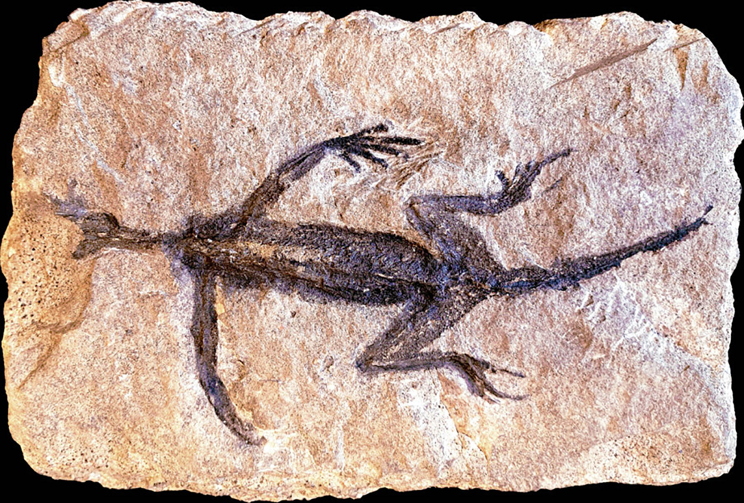FOSSILS　THE KEY TO THE PAST　化石　FOSSIL 81+KKvjNNoS._UF350,350_QL50_.jpg