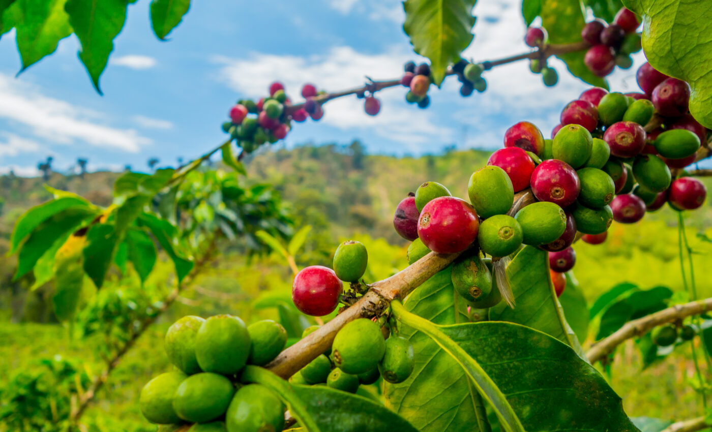 are coffee and tobacco plants related Coffee plants fight climate change with a genetic weapon