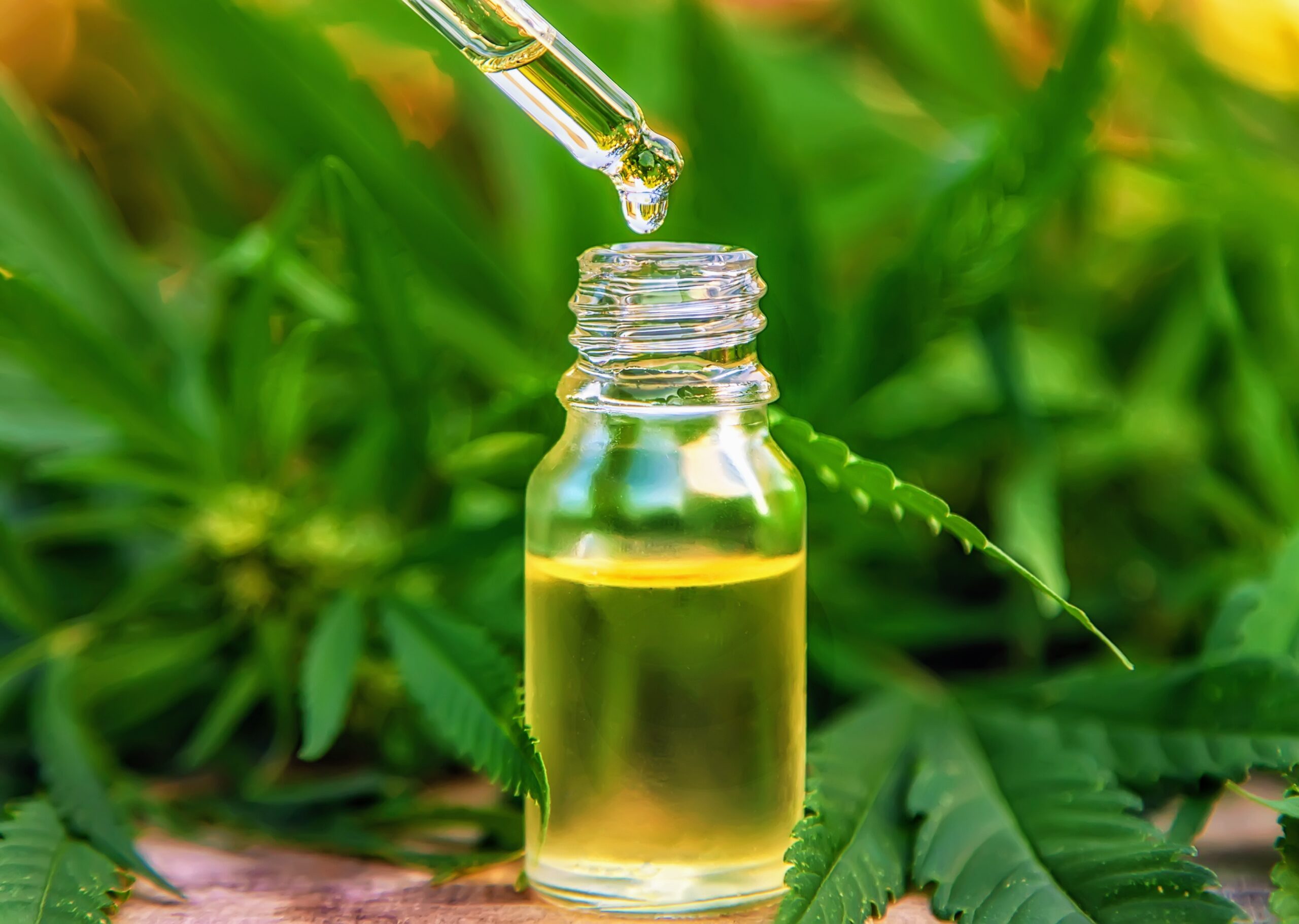 CBD relieves anxiety without the risks that come with THC - Vimarsana News
