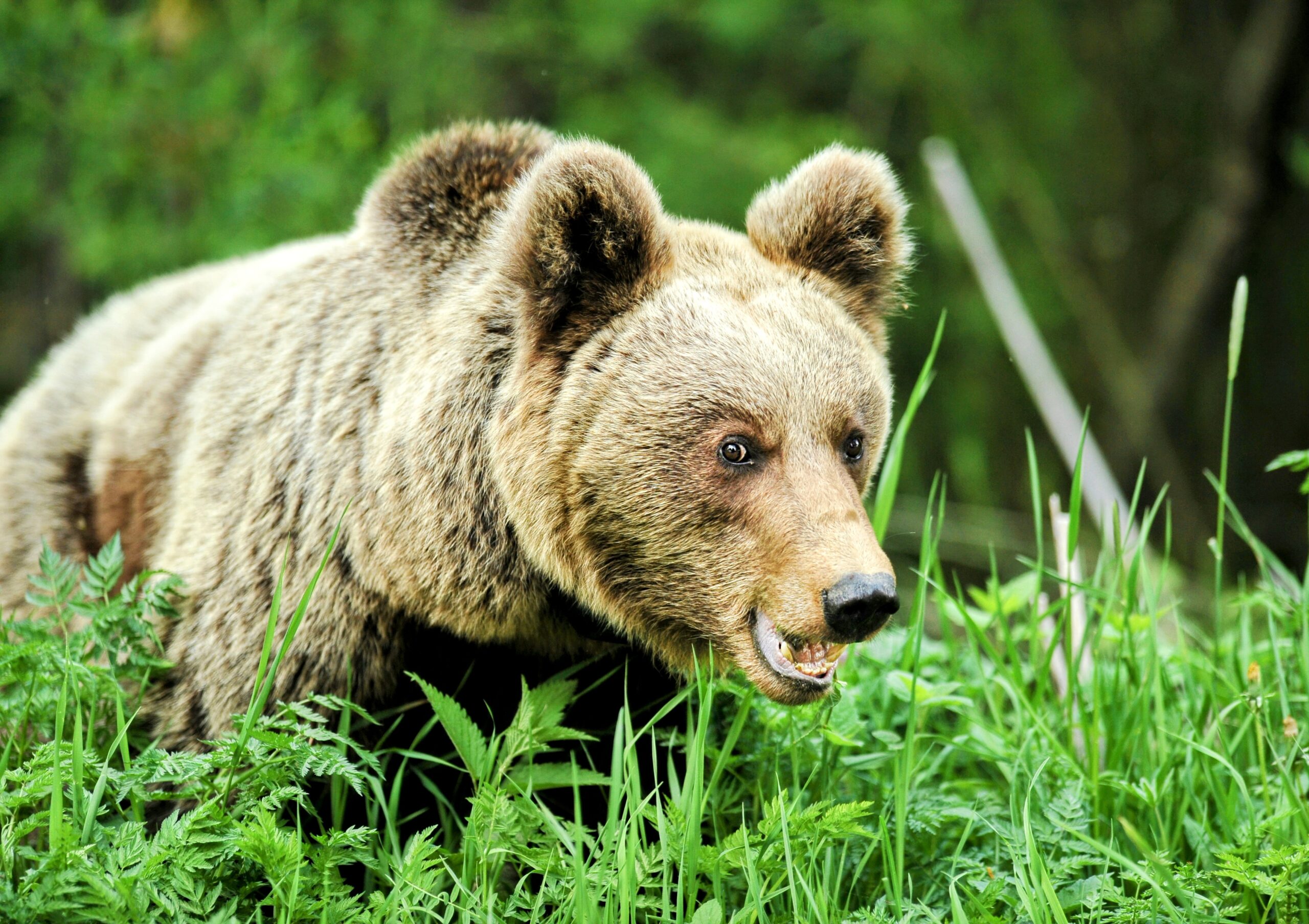 Invasive brown bears are digging up Japan's artificial forests