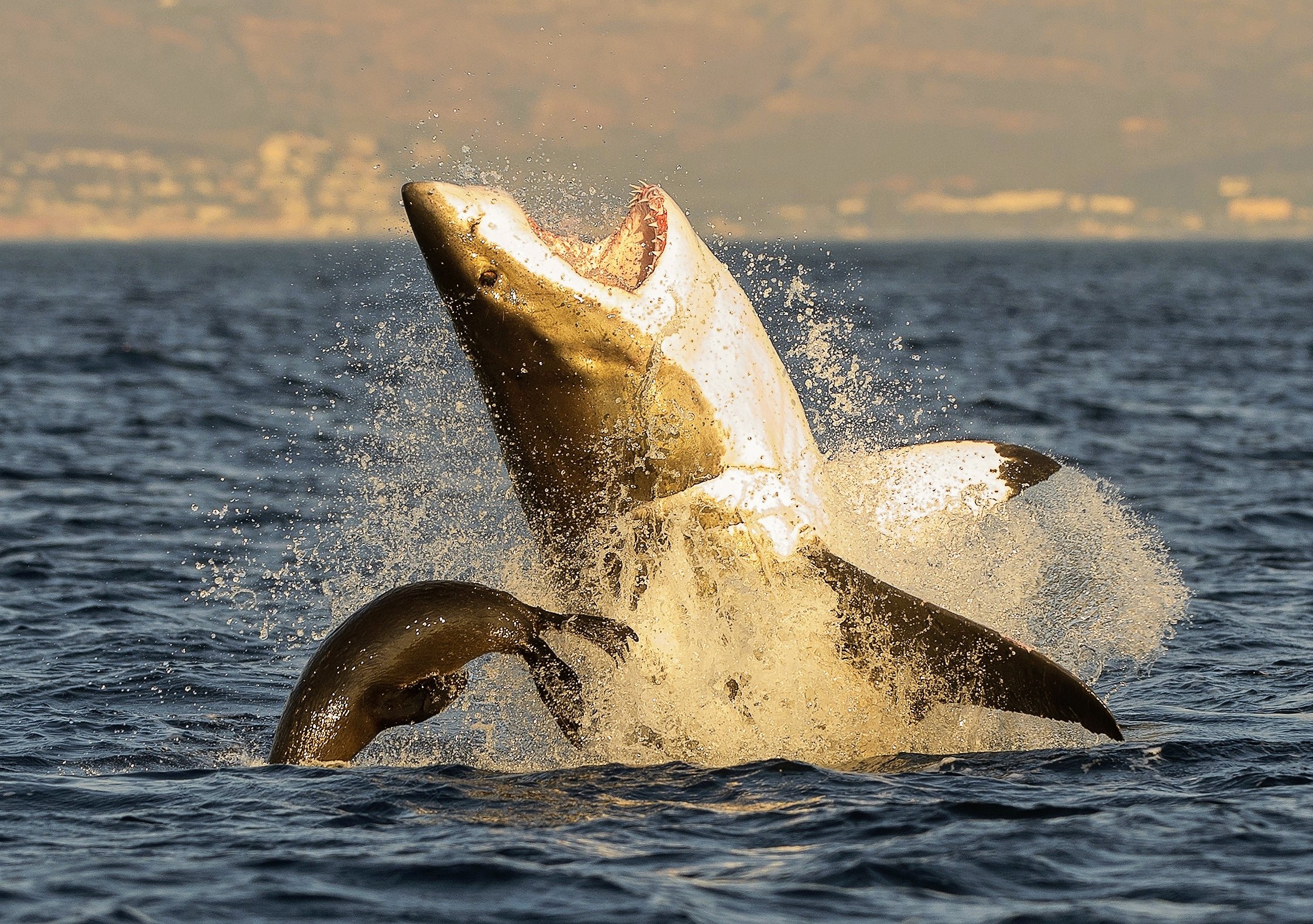 Orca Hunting Shark Incredible Orcas Attack Whale Shark Spectacular Orca Hunting Shark Incredible Orcas Attack Whale Shark Spectacular