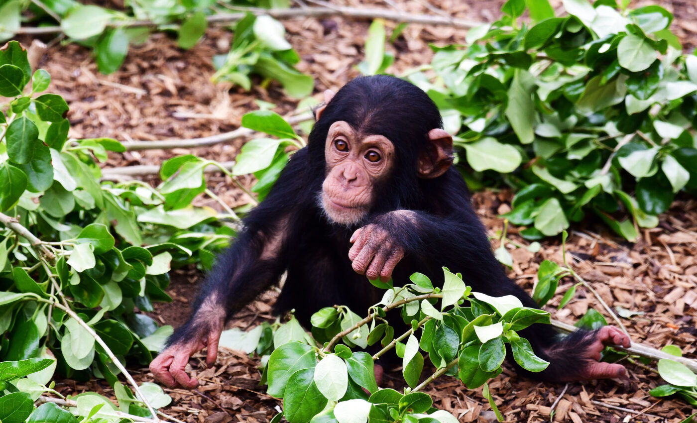 Baby Chimpanzees Learn All By