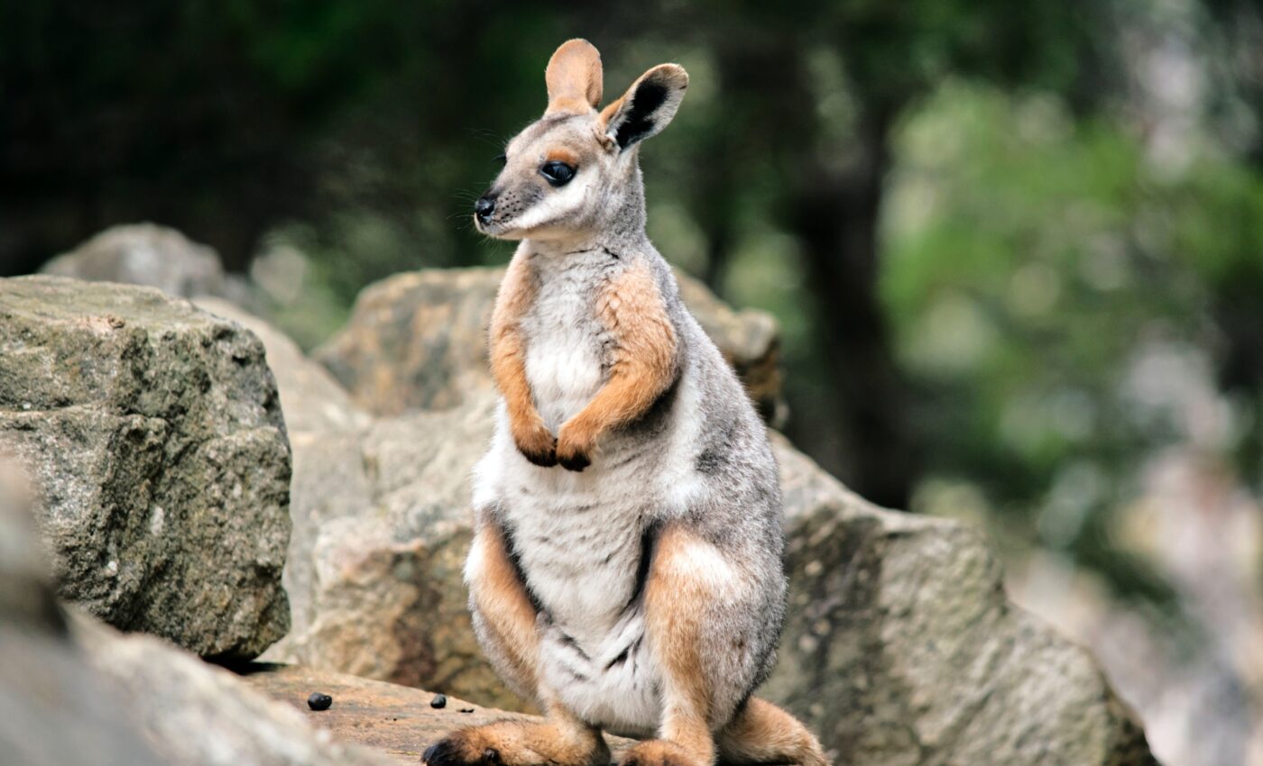 Study reveals the surprising jaw strength of rock-wallabies - Earth.com, image size:1400x850