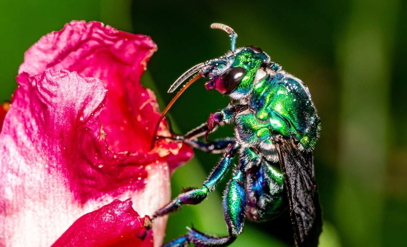 Orchid bees are endangered by deforestation in the Amazon - Earth.com