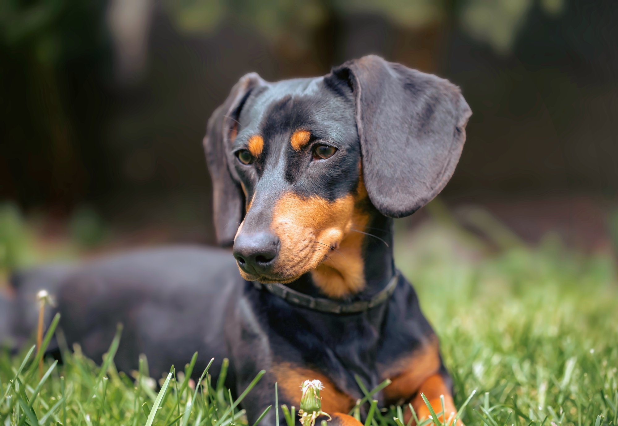 Dachshunds Deserve a Healthy Life on Earth Dachshunds Deserve a Healthy Life on Earth