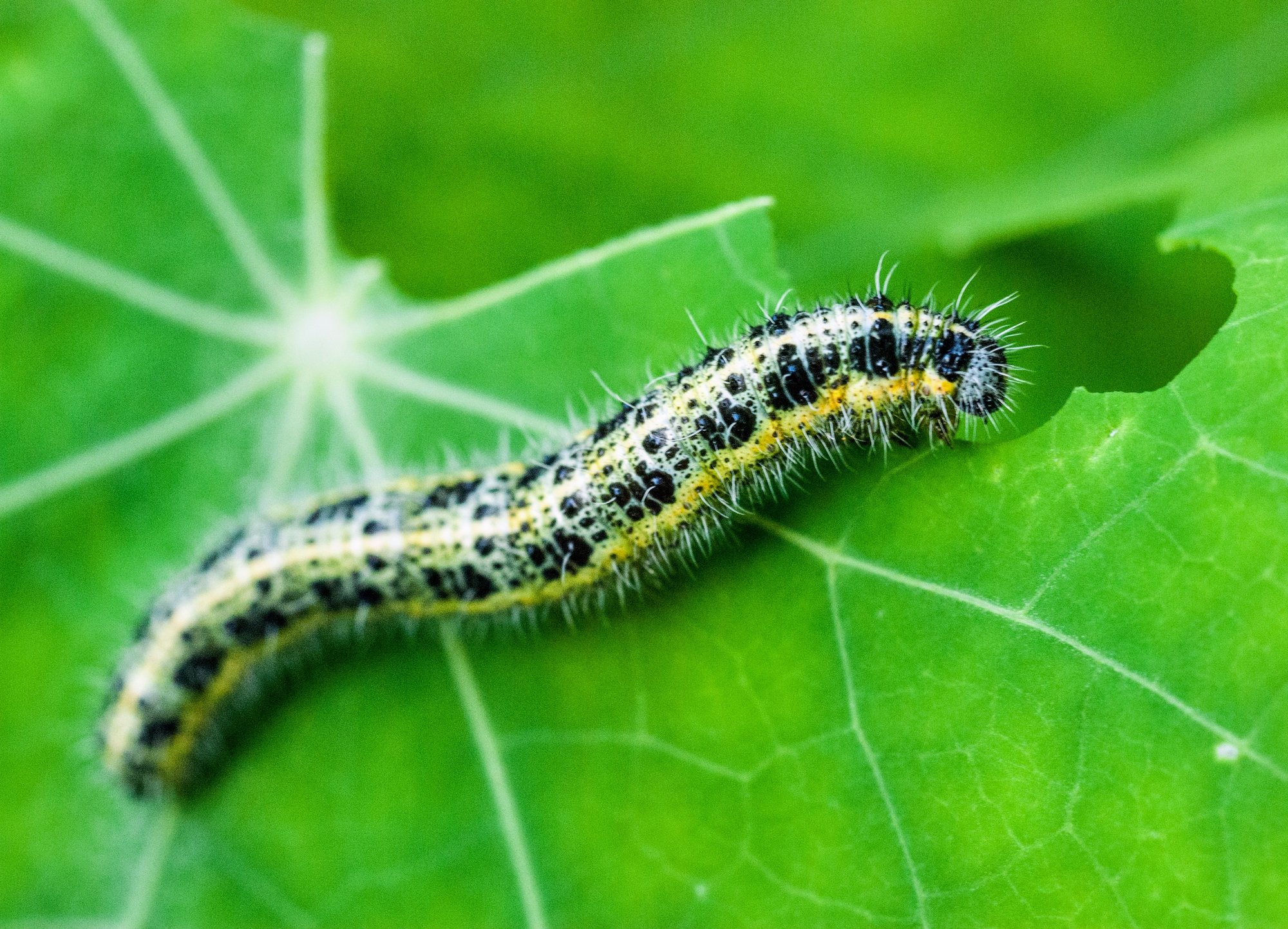 Caterpillar 'noses' can lead to safer ways to protect crops