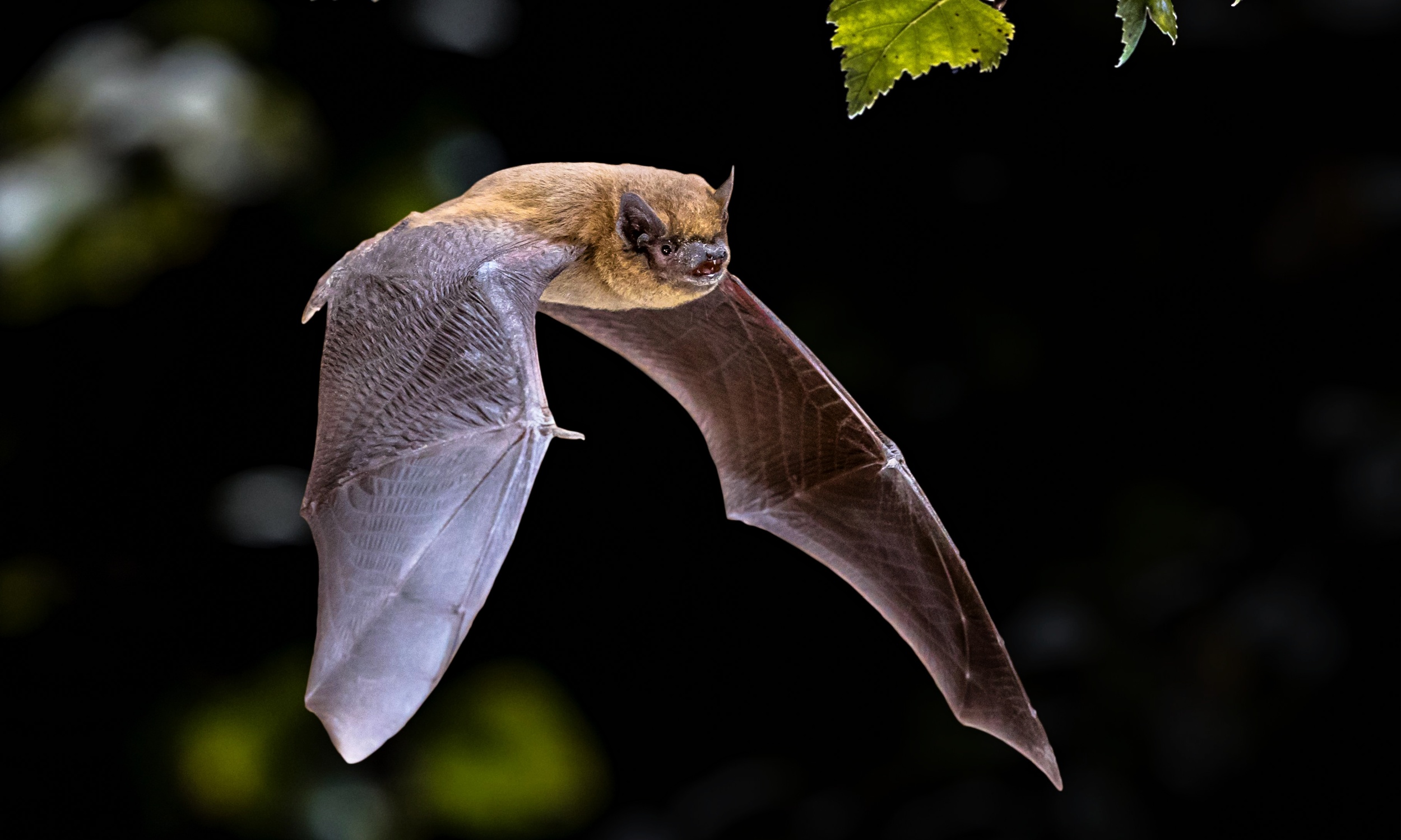 Bats assist farmers by consuming harmful pests