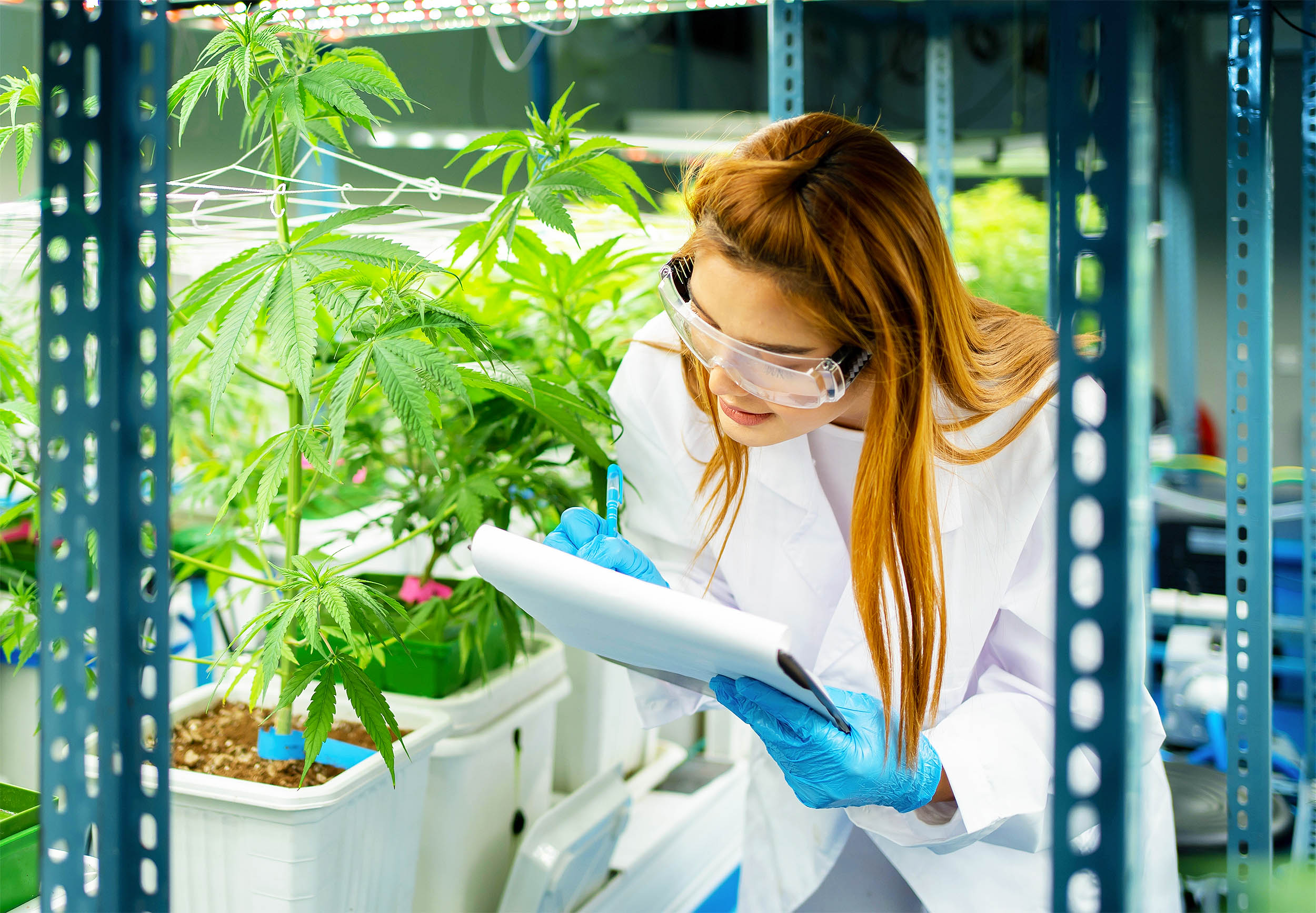 Cannabis smokers are not lazy or unmotivated, despite stereotypes - Vimarsana News