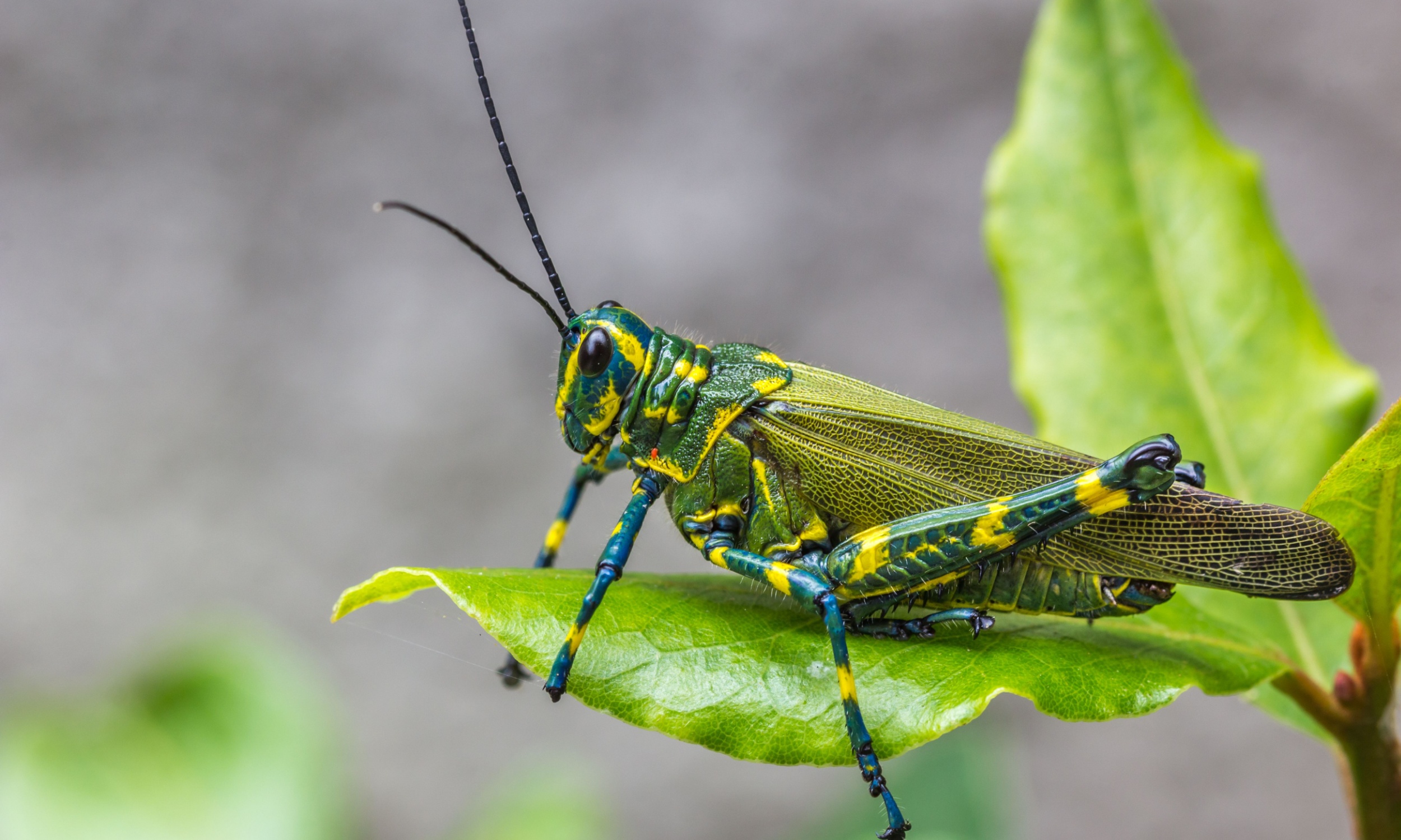 Many juvenile crickets cannot survive the strain of human noise