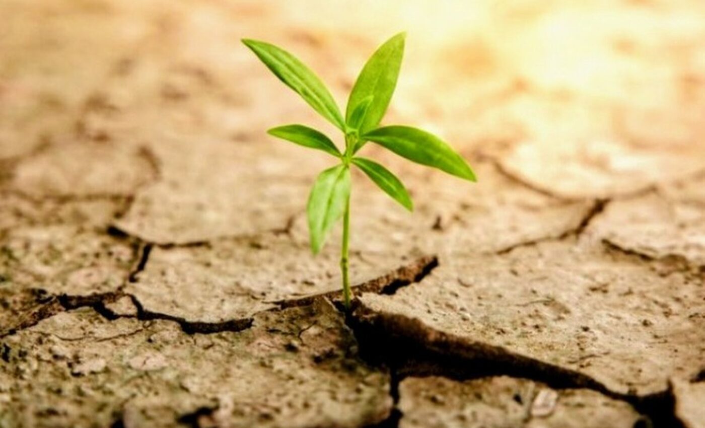 Study reveals how plants adapt to changing climates - Earth.com