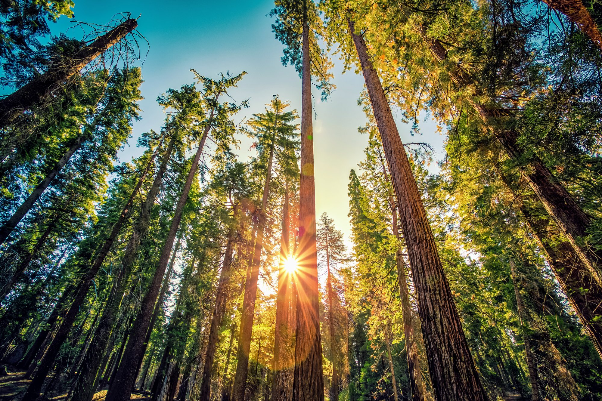 Market-based strategies fall short on forest conservation - Earth.com