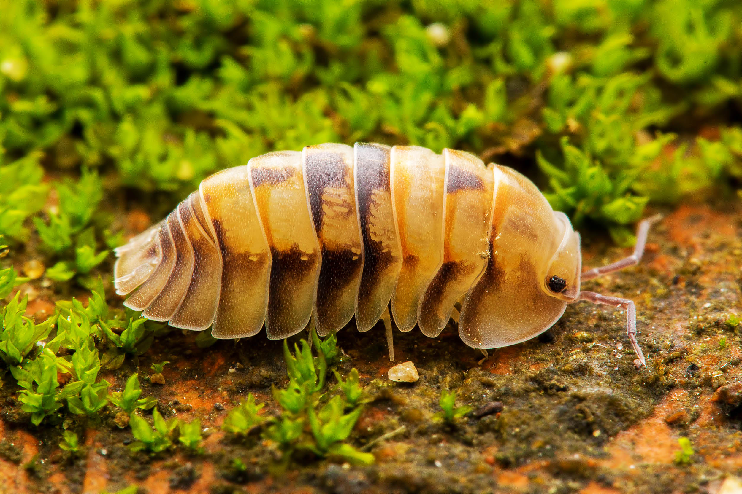 Tiny Woodlice Prove To Be Crucial Players In Plant Seed Dispersal 