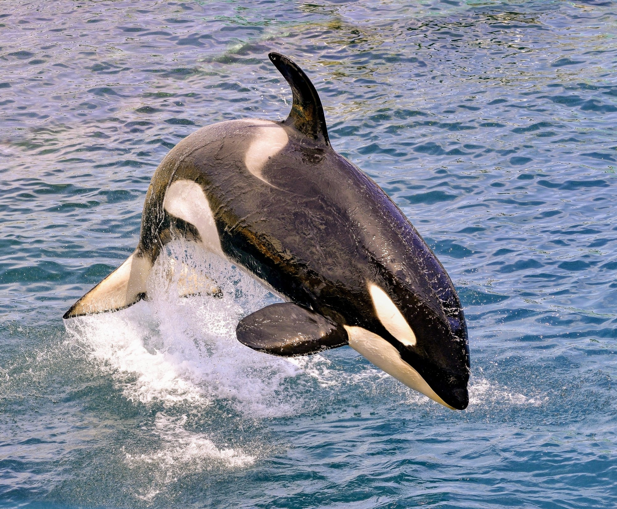 Orcas rely only on one breath between dives to conserve energy - Earth.com