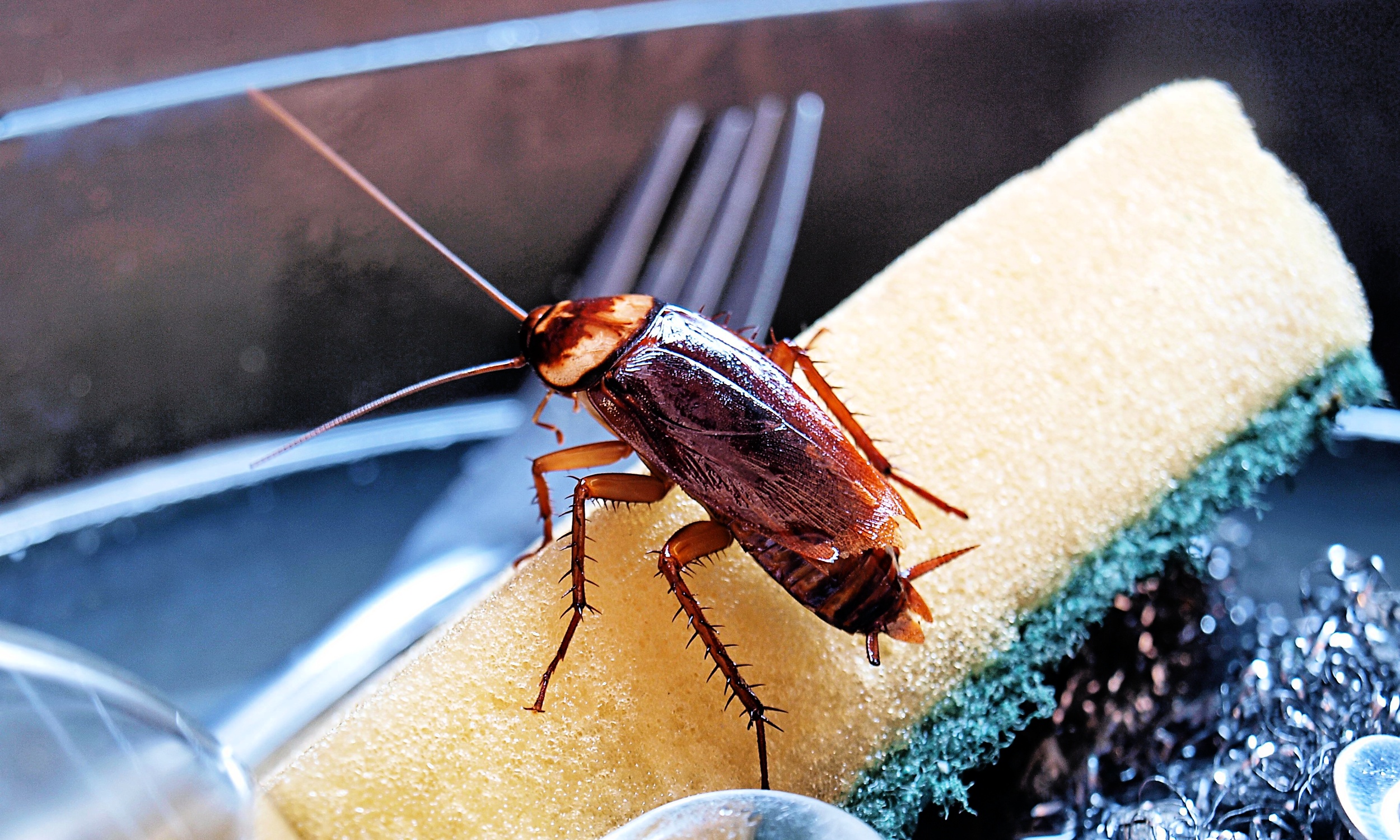 Cockroaches became global pests by hitching rides with humans - Earth.com