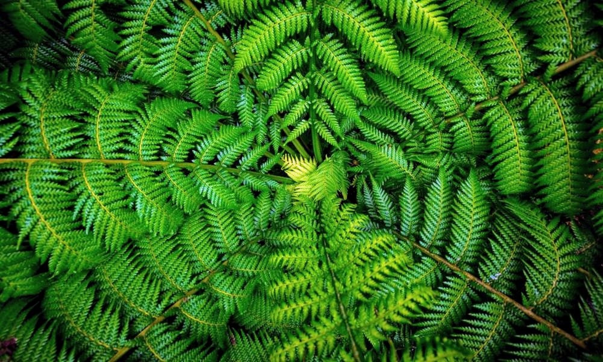 Tiny fern contains 50 times more DNA than humans