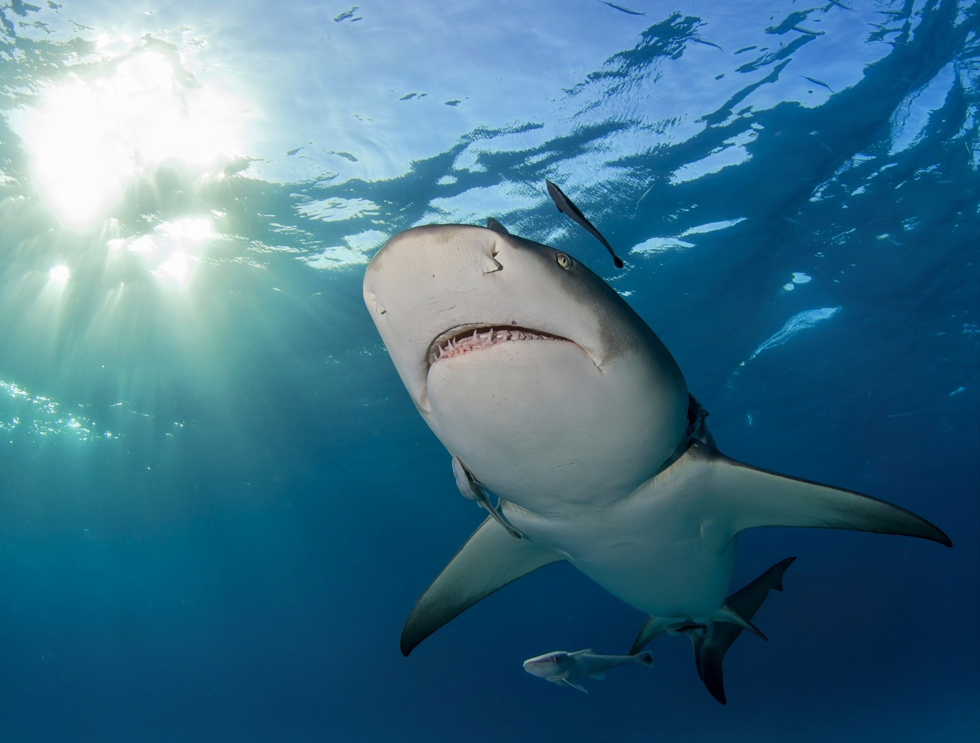 Offshore wind farms threaten electro-sensitive sharks - Earth.com
