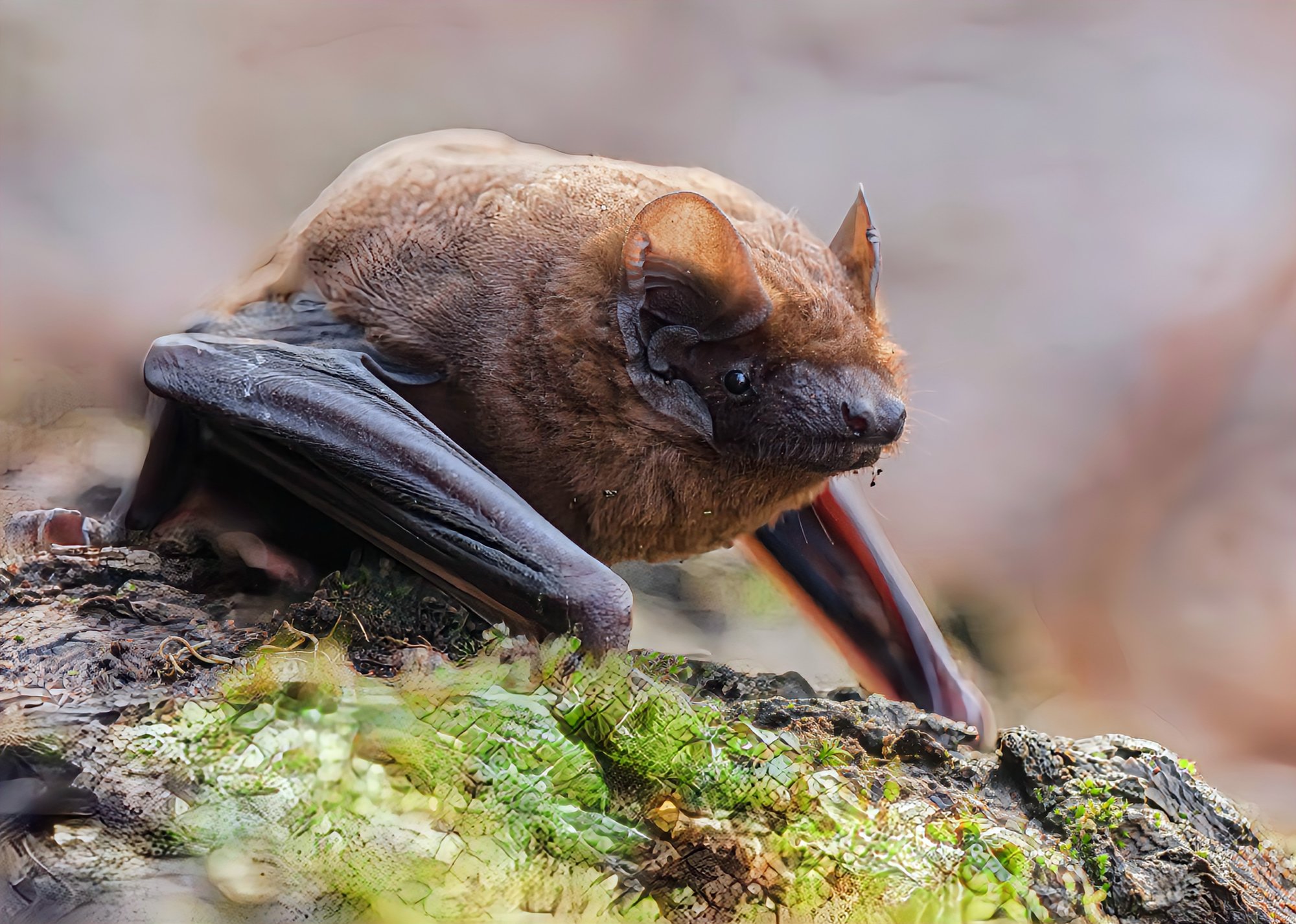 Bats can ramp up their heart rate to 900 beats per minute