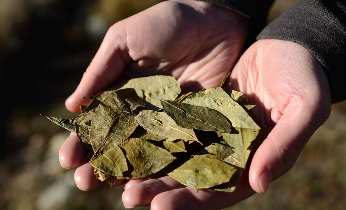 Wild coca plants are hard to distinguish - Earth.com