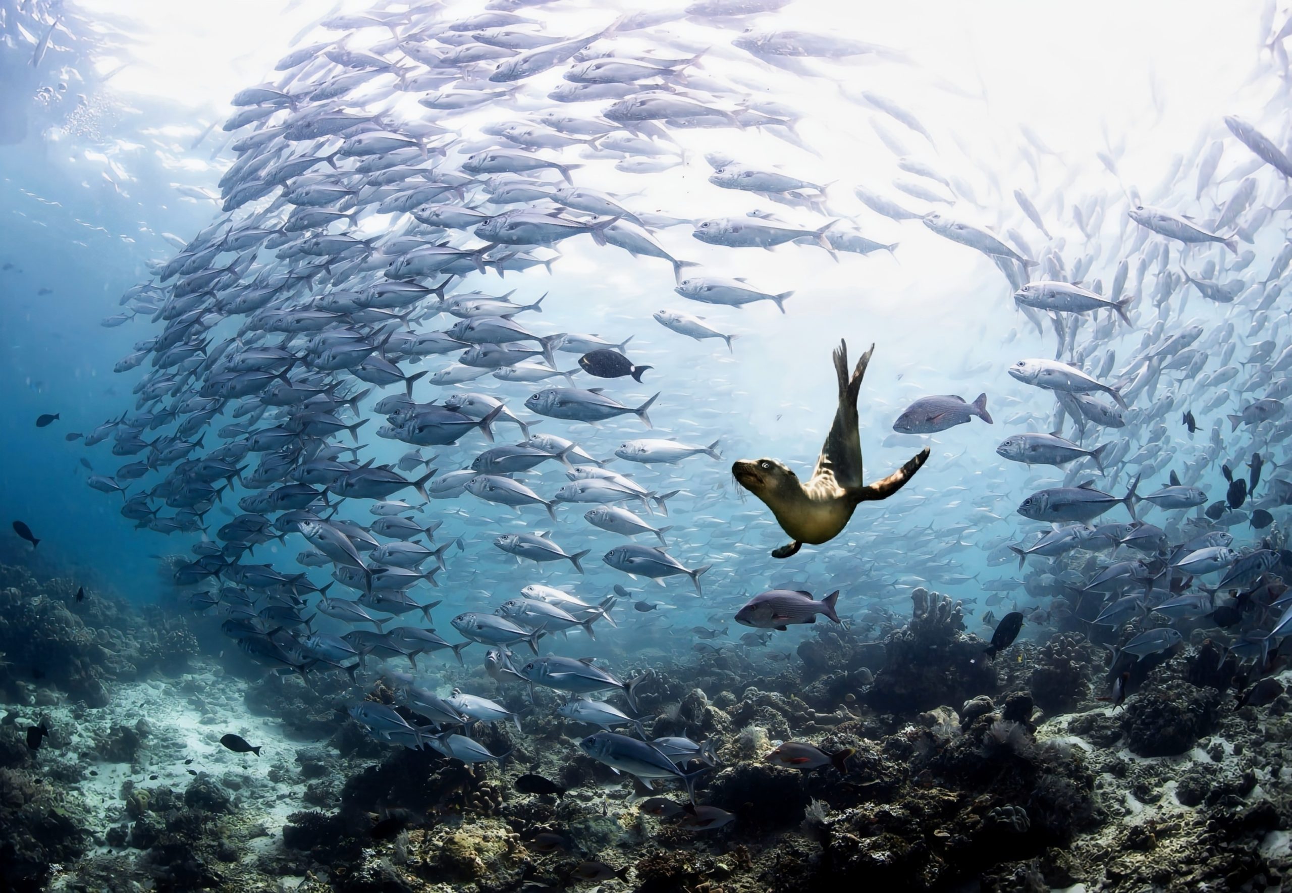 Fascinating mating behavior of leopard seals revealed
