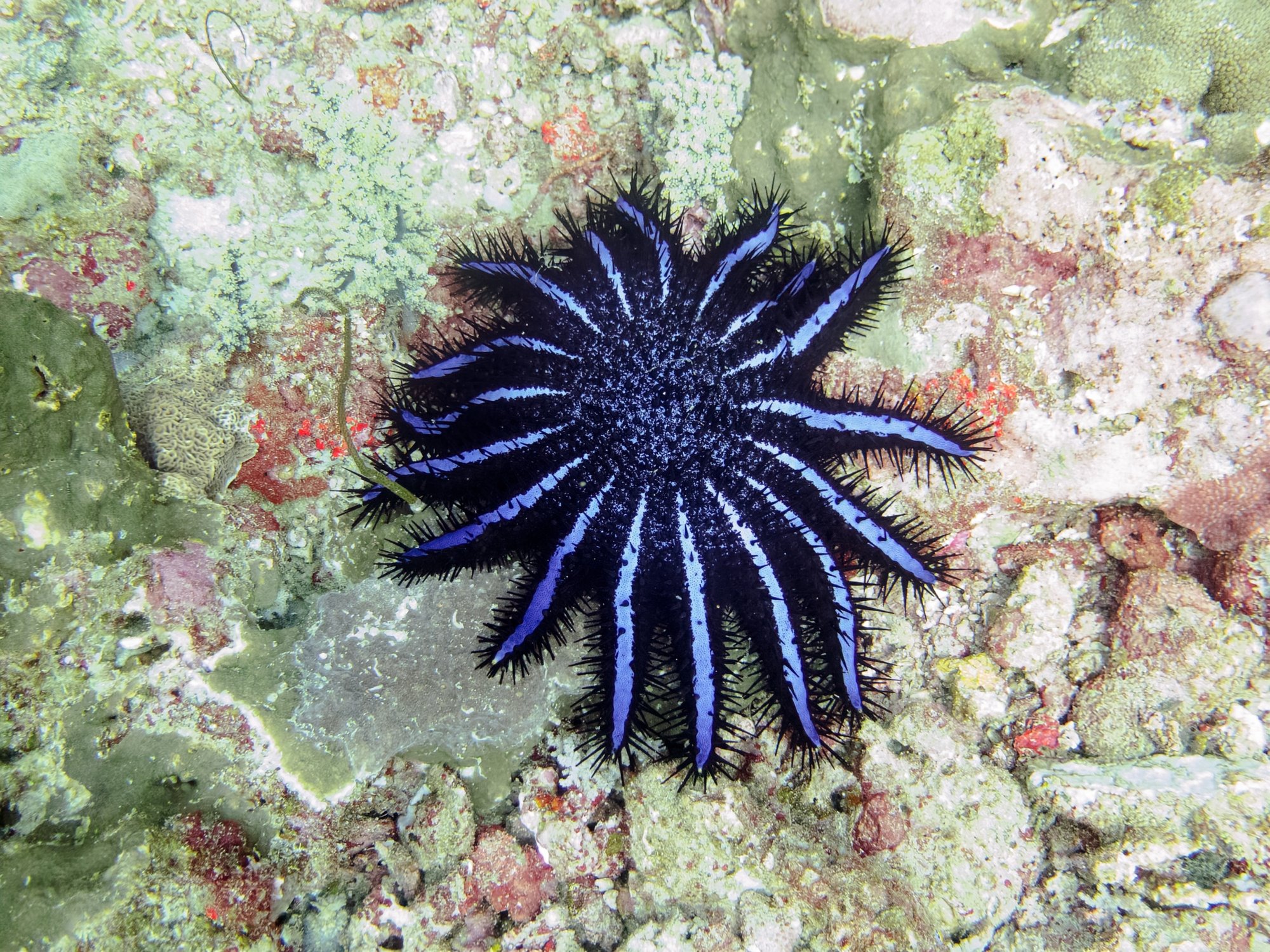 Sea sawdust: Unexpected diet of crown-of-thorns starfish - Earth.com