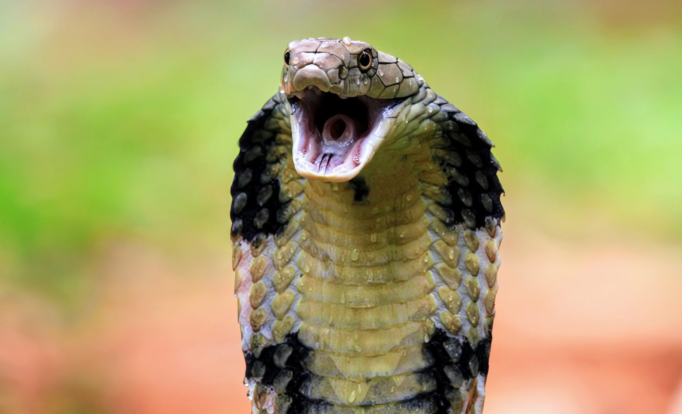 does tirzepatide have snake venom Cobra venom just became less deadly, thanks to a common drug
