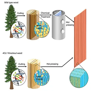 This method for producing genetically modified wood eliminates chemical delignification, offering a cost-effective, eco-friendly alternative for producing densified wood. This success highlights genome editing’s potential to create other engineered wood materials with enhanced properties, contributing to a CO2-negative bioeconomy by providing renewable alternatives to traditional materials. Credit: Matter Journal