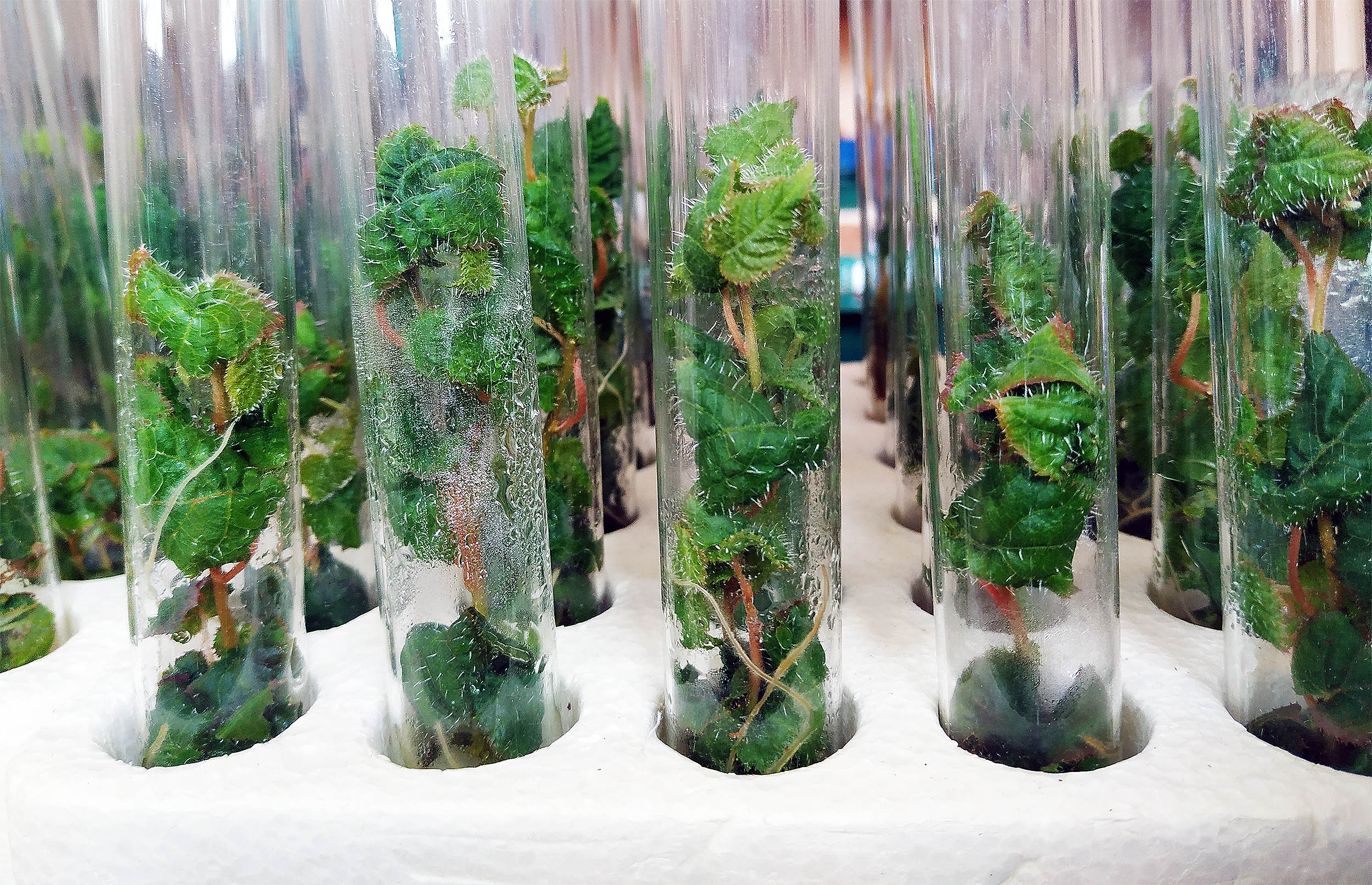 Генийн өөрчлөлттэй модоор бүтээсэн “Супер мод” бүхнийг өөрчлөх үү? Генийн өөрчлөлттэй модоор бүтээсэн “Супер мод” бүхнийг өөрчлөх үү?