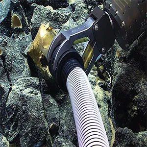 This unidentified specimen, seen on Dive 07 of the Seascape Alaska 5: Gulf of Alaska Remotely Operated Vehicle Exploration and Mapping expedition, was collected using a suction sampler on remotely operated vehicle Deep Discoverer. Credit: NOAA Ocean Exploration, Seascape Alaska