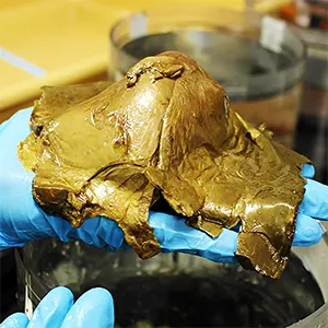 This unidentified specimen, photographed in the wet lab on NOAA Ship Okeanos Explorer, was seen and collected on August 30, 2023, during Dive 07 of the Seascape Alaska 5: Gulf of Alaska Remotely Operated Vehicle Exploration and Mapping expedition. Credit: NOAA Ocean Exploration, Seascape Alaska