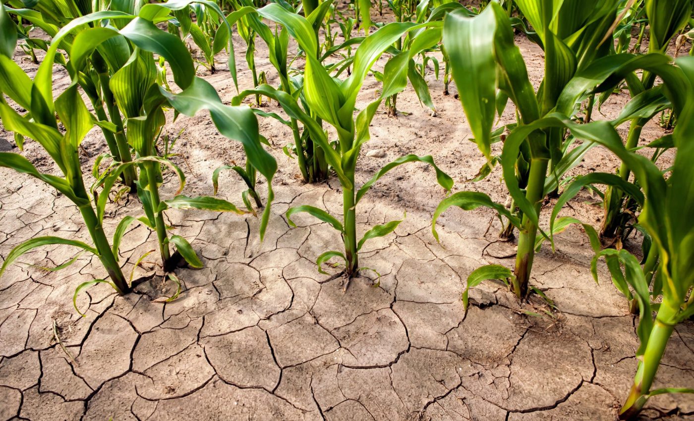How do plants make life-and-death decisions? - Earth.com