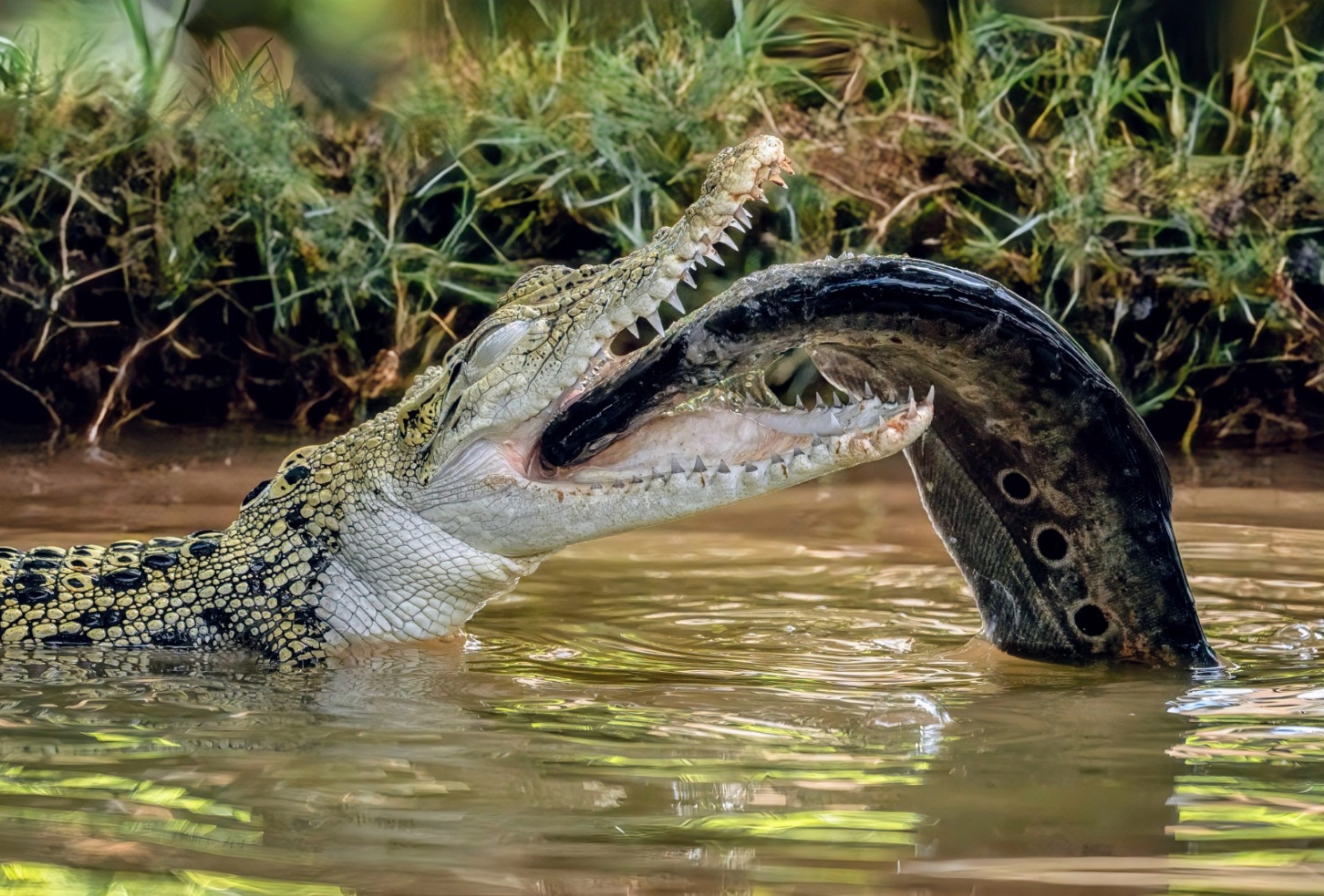 Naughty' meal strategy saves crocodiles from cane toads - Earth.com