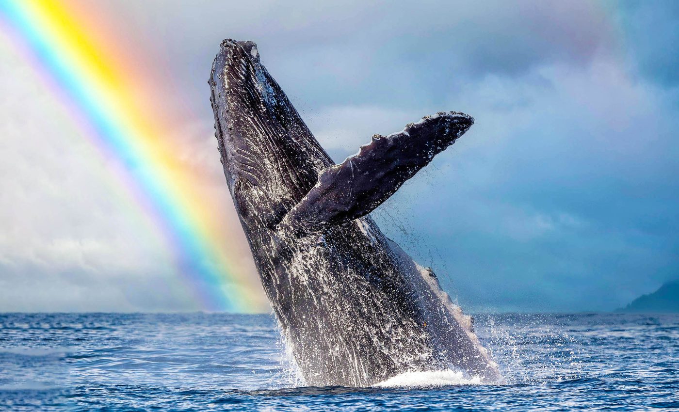 Add humpback whales to the list of animals that build and use