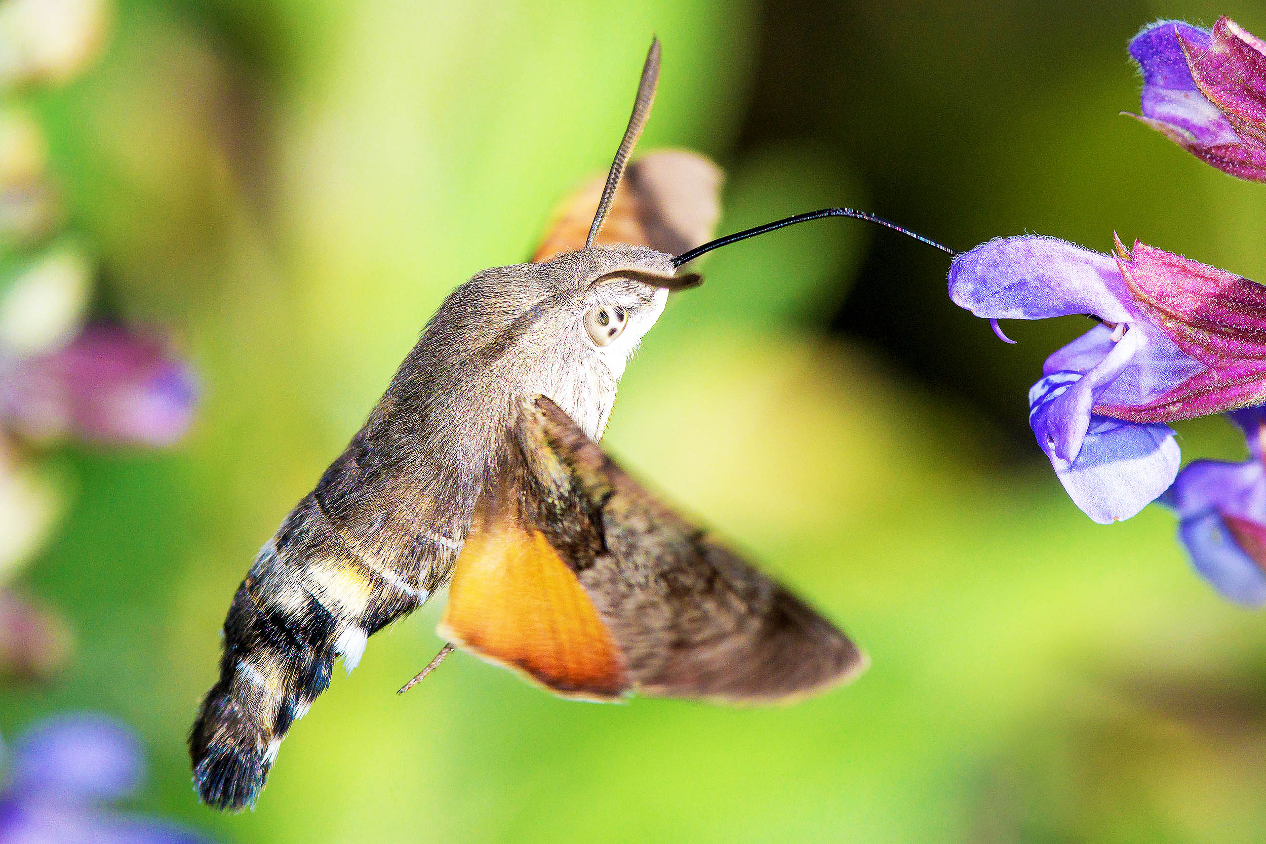 Landscapes with different habitats greatly increase biodiversity