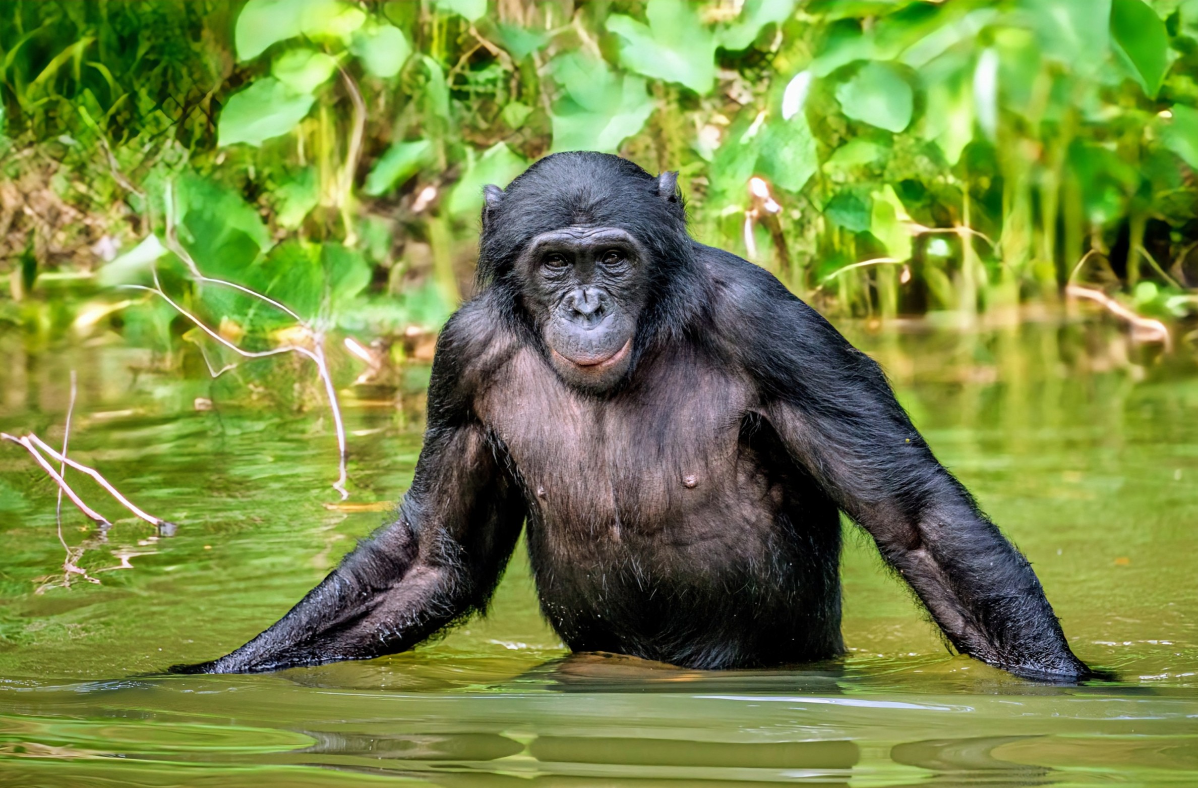 Bonobos Are The Only Primates That Don t Kill Others In Their Species 