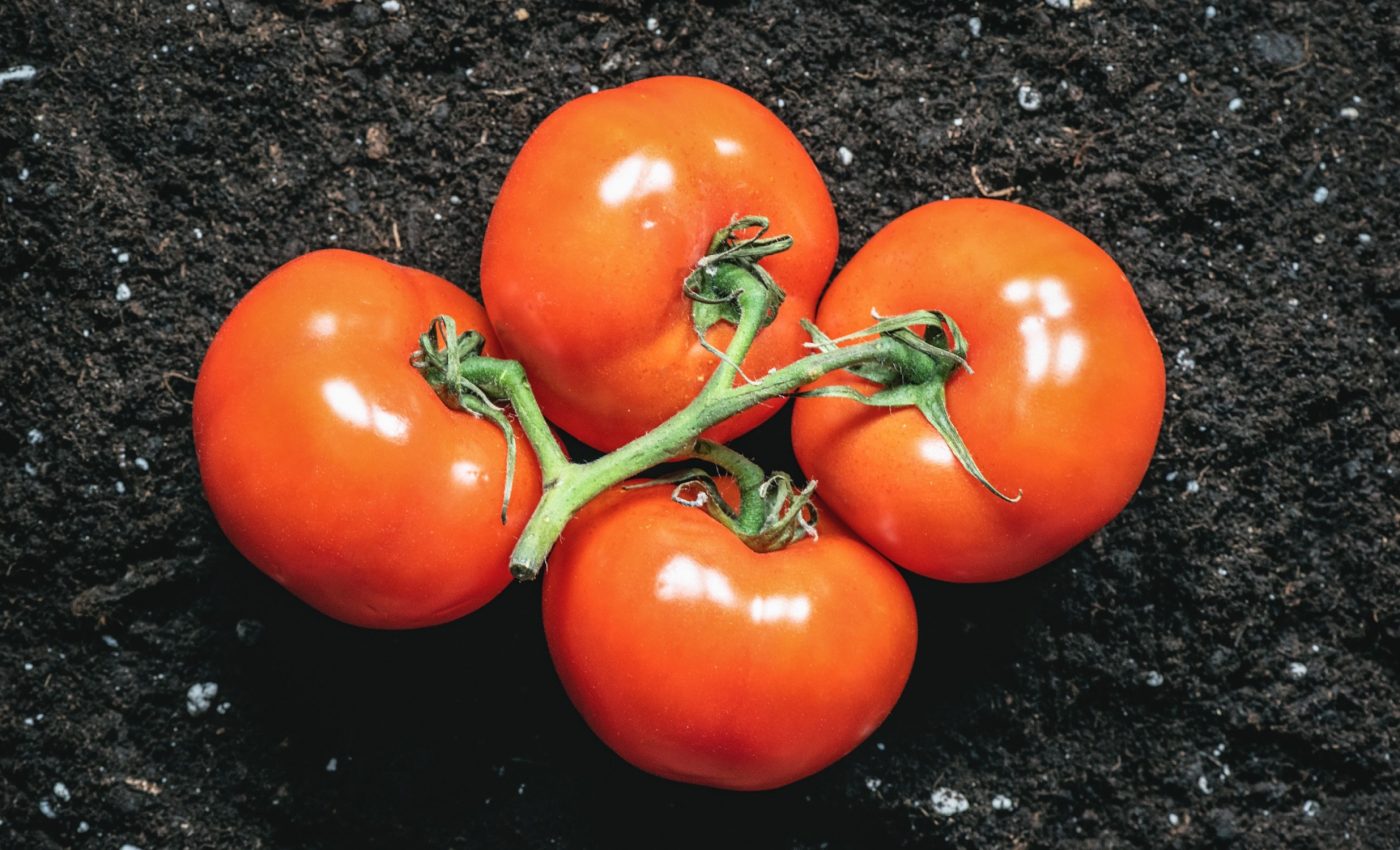 Space tomatoes are ready for an unprecedented mission - Earth.com