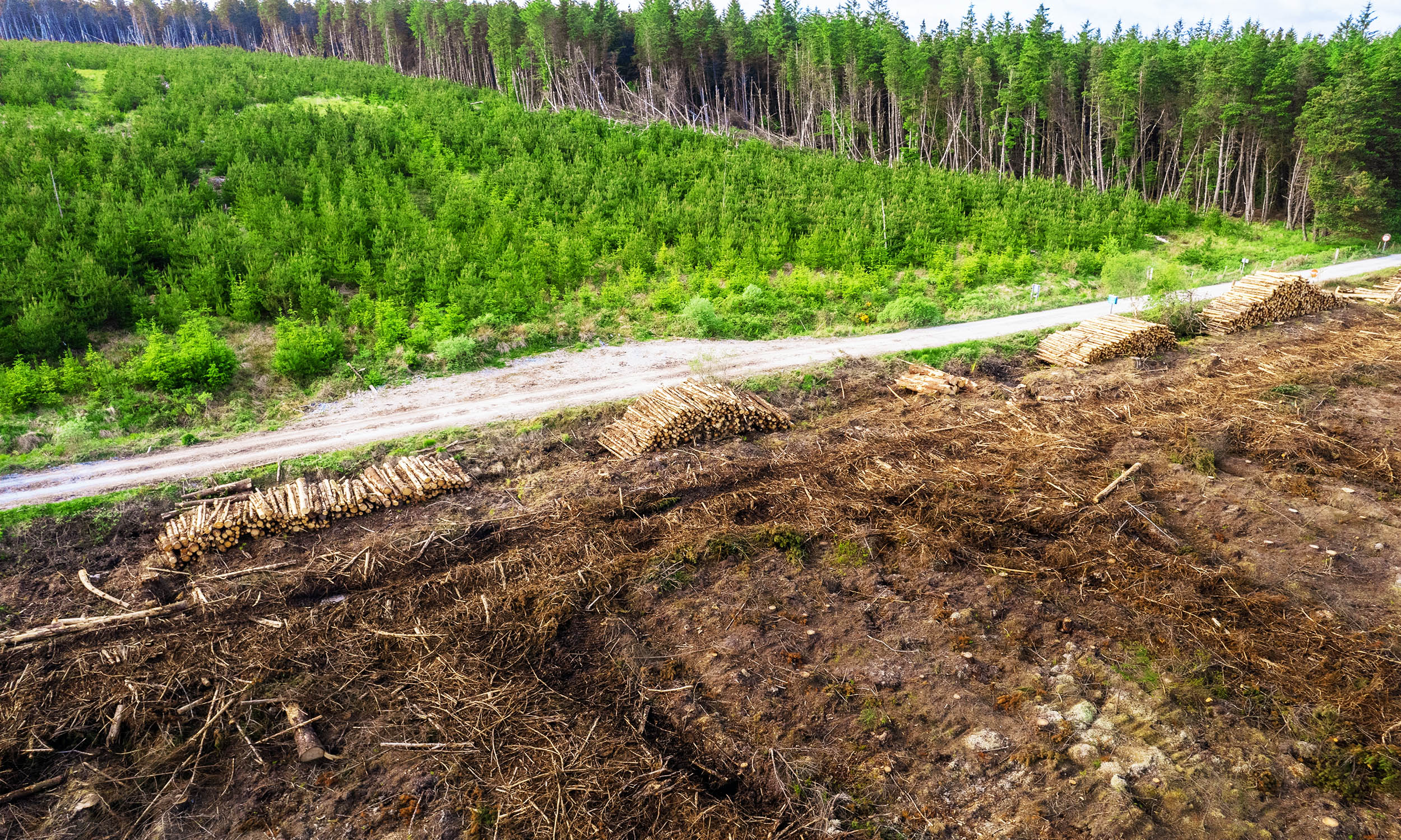 Trees in forests recovering from logging release much more CO2