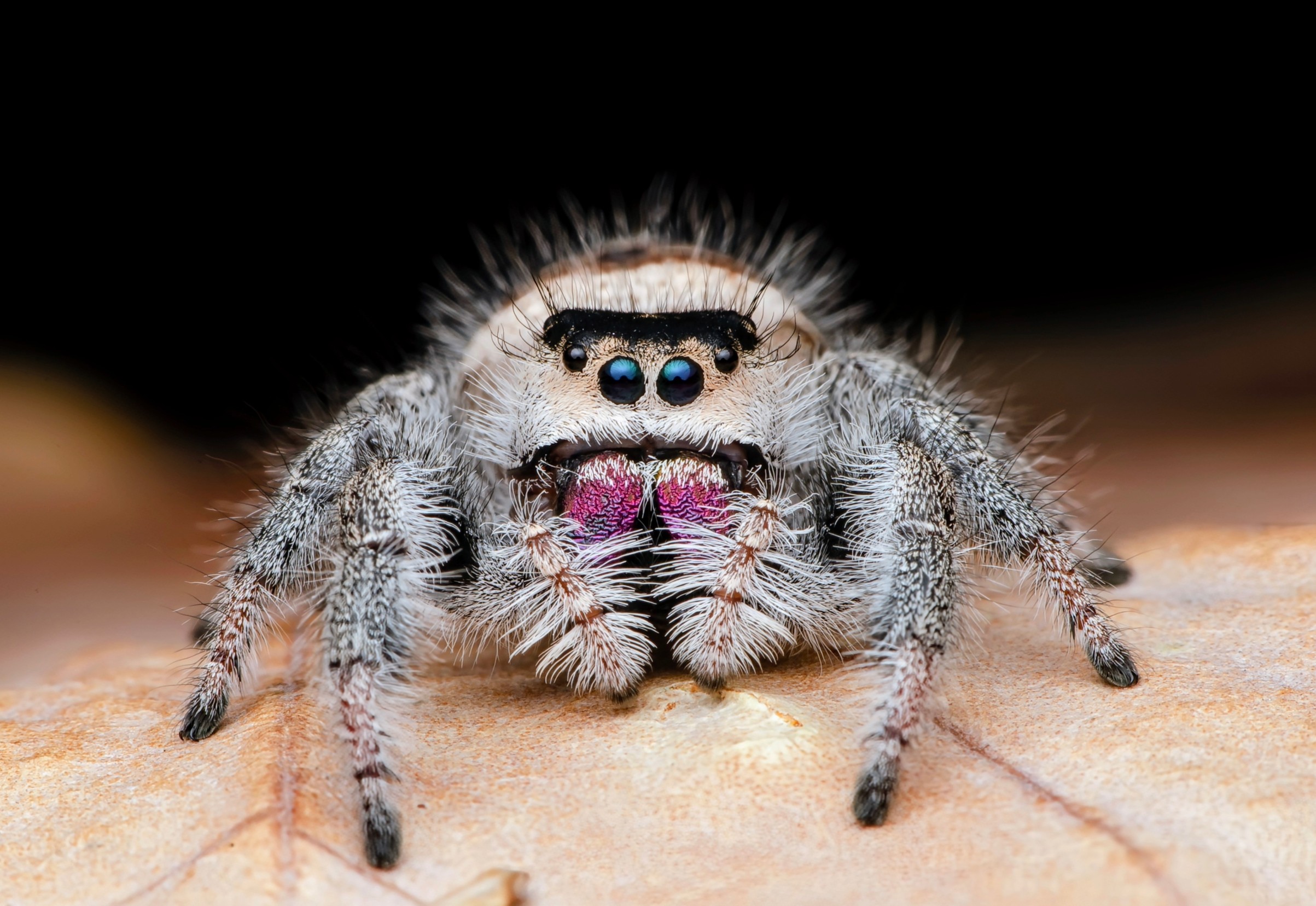 Spider  Spyder 3/8-in Rapid Core Eject Quick Change Steel/Tungsten carbide