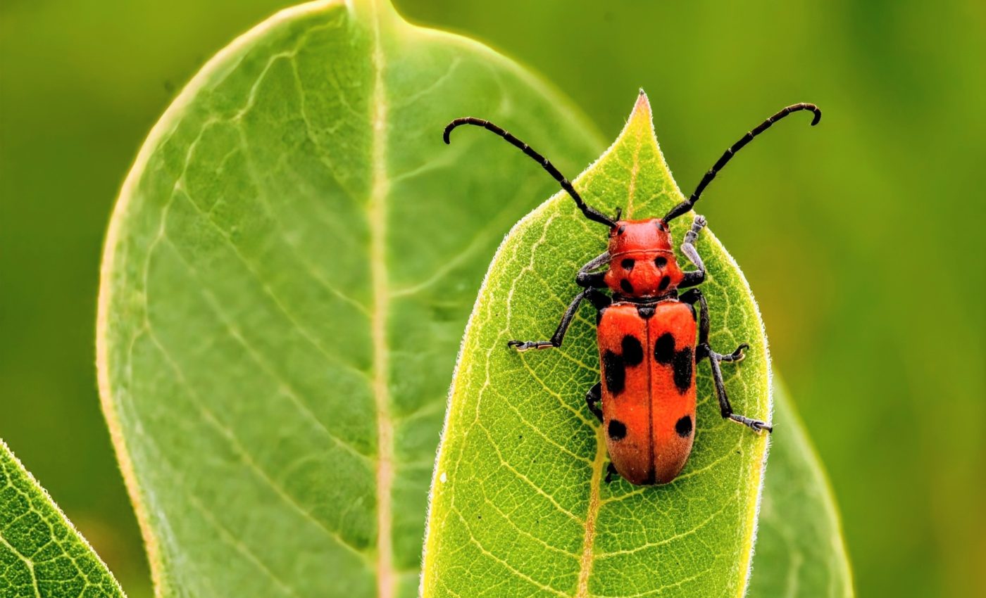 How does the milkweed beetle safely feed on a toxic plant? - Earth.com