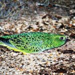 Rare and elusive bird, Australian night parrot (Pezoporus occidentalis) thought to be extinct, is rediscovered after 100 years. Credit: CSIRO