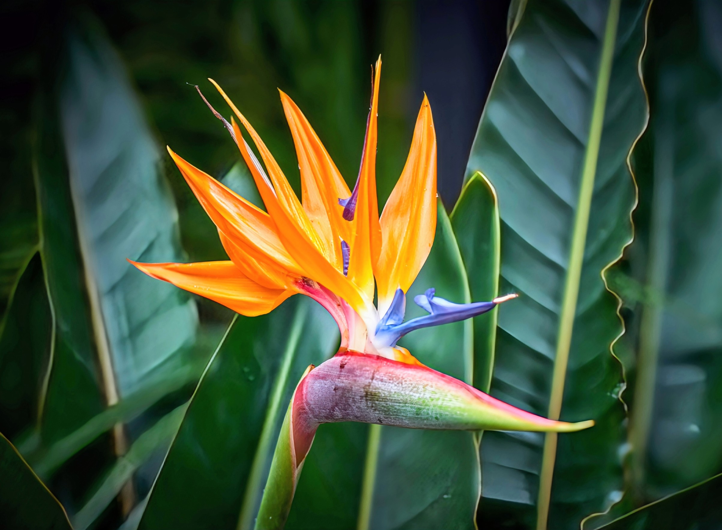 Islands are home to one-third of all known plants