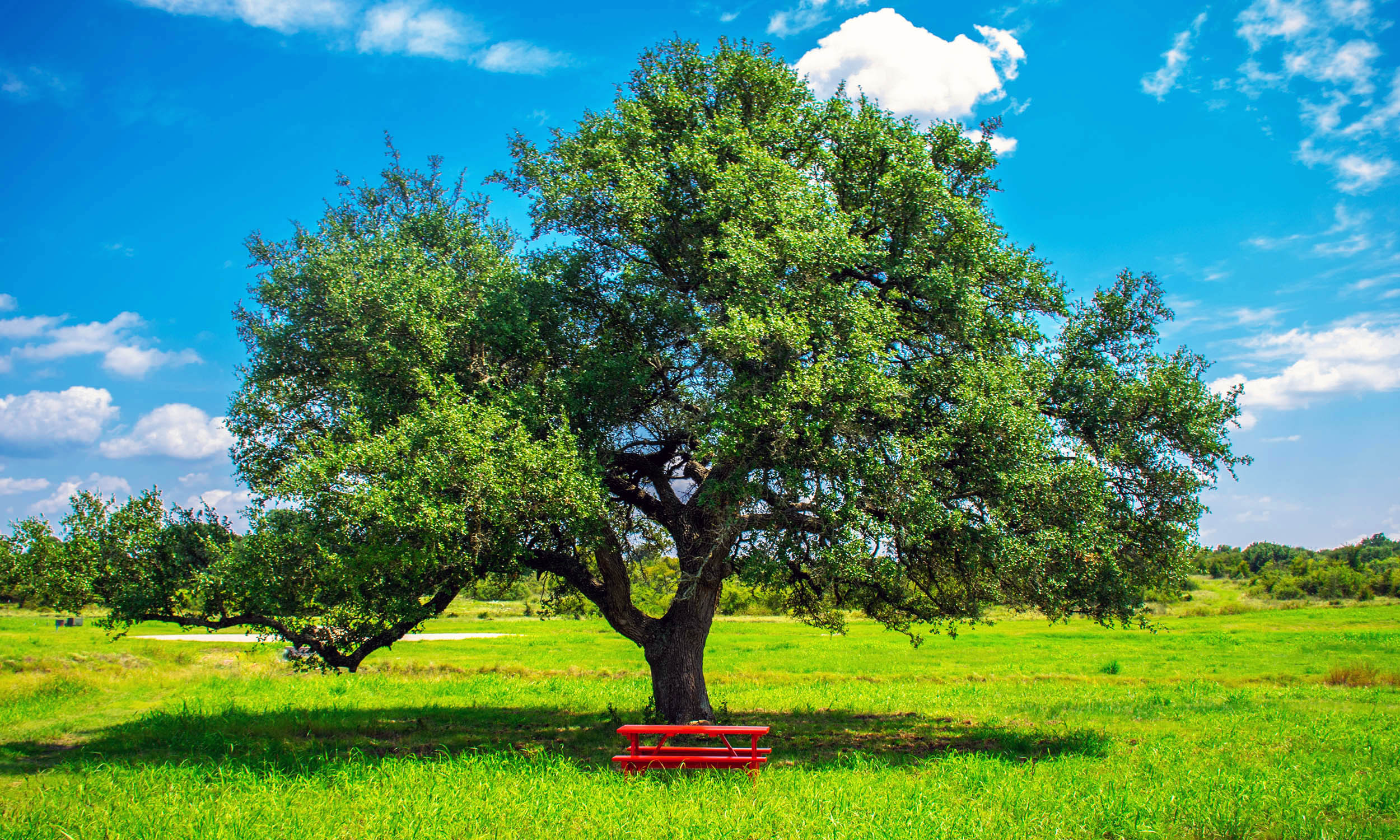 Should we cut down all the oak trees? What if it would save Earth
