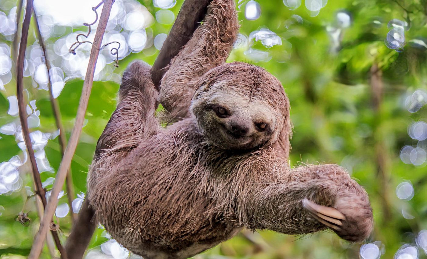 International Sloth Day 2024: Embracing a slower pace of life - Earth.com, image size:1400x850