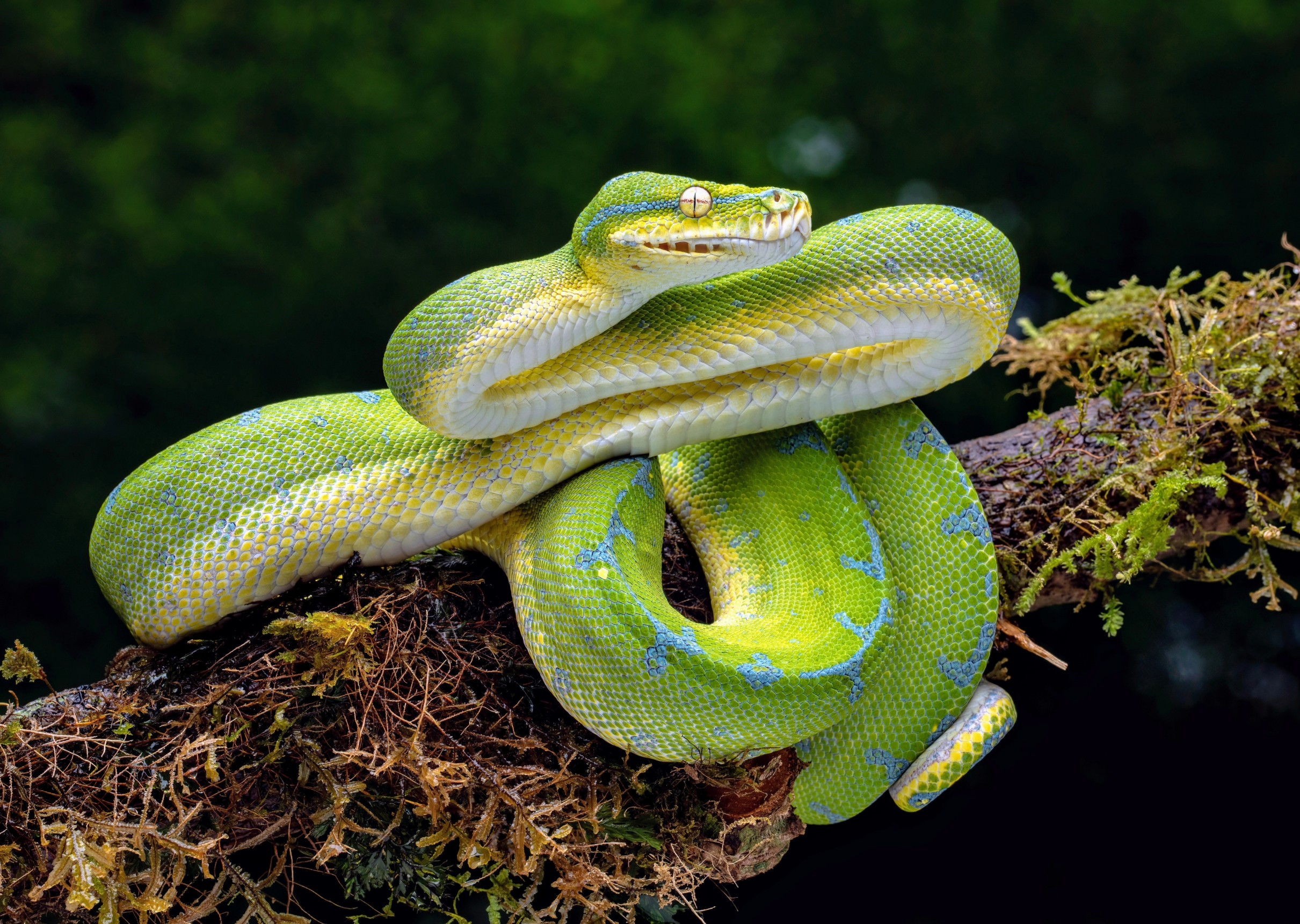 Python gut regeneration offers clues for treating human diseases ...