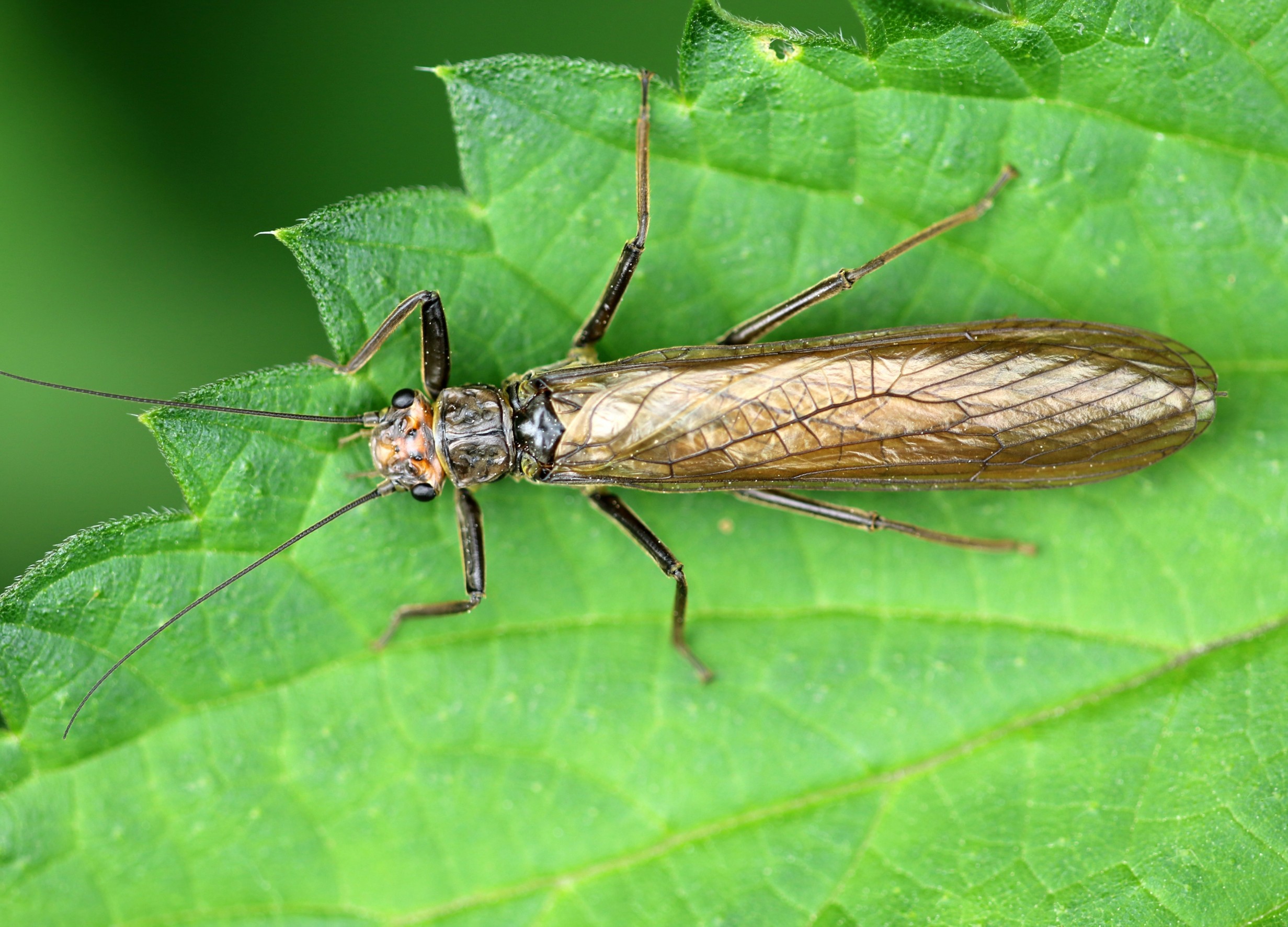 Insects like stoneflies change color to adapt to human destruction ...